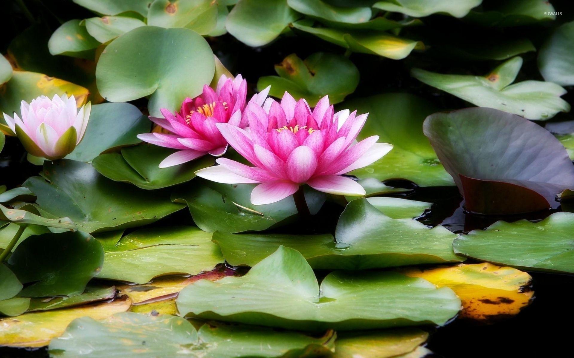 Water Lily Wallpapers - Top Free Water Lily Backgrounds - WallpaperAccess