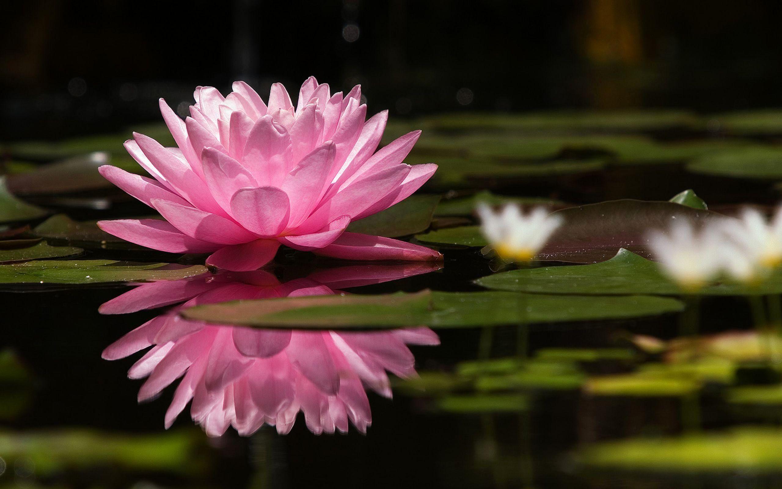 Desktop Wallpaper Blue Water Lily Bloom Flower 4k Hd Image Picture  Background 15a5ac