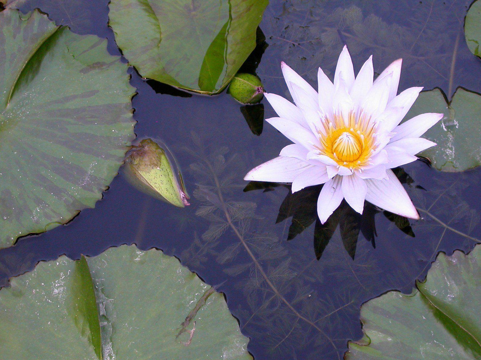 1600x1200 Pink and Yellow Water Lily Wallpaper