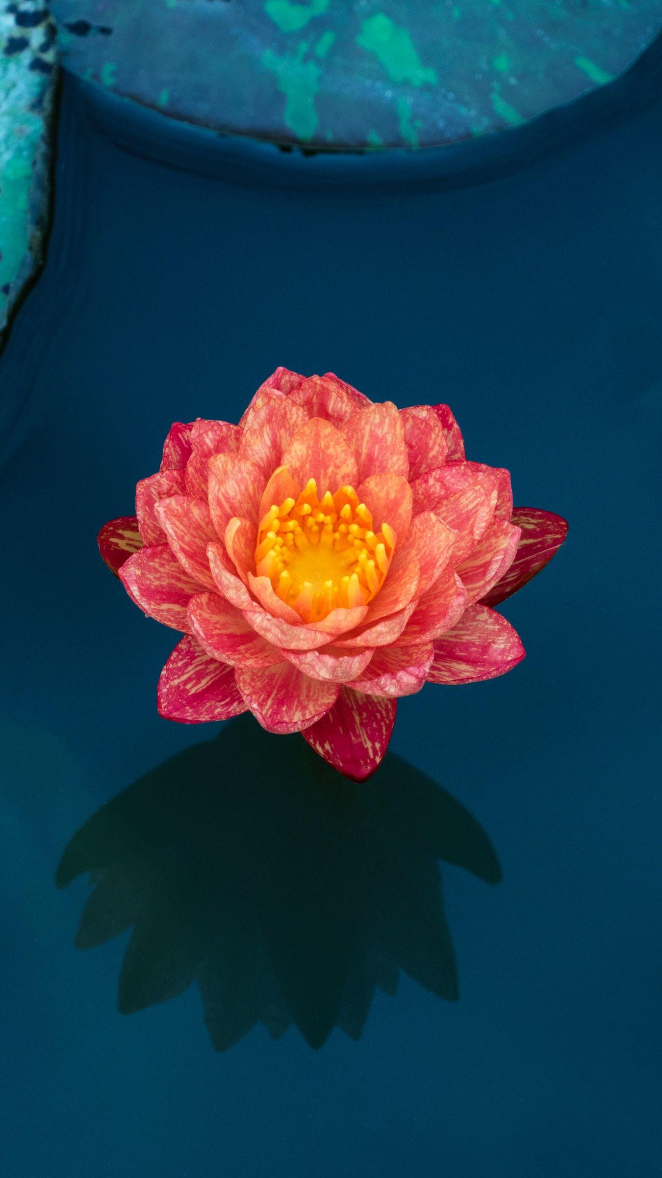 1350x2400 Download wallpaper 1350x2400 lotus, water lily, water