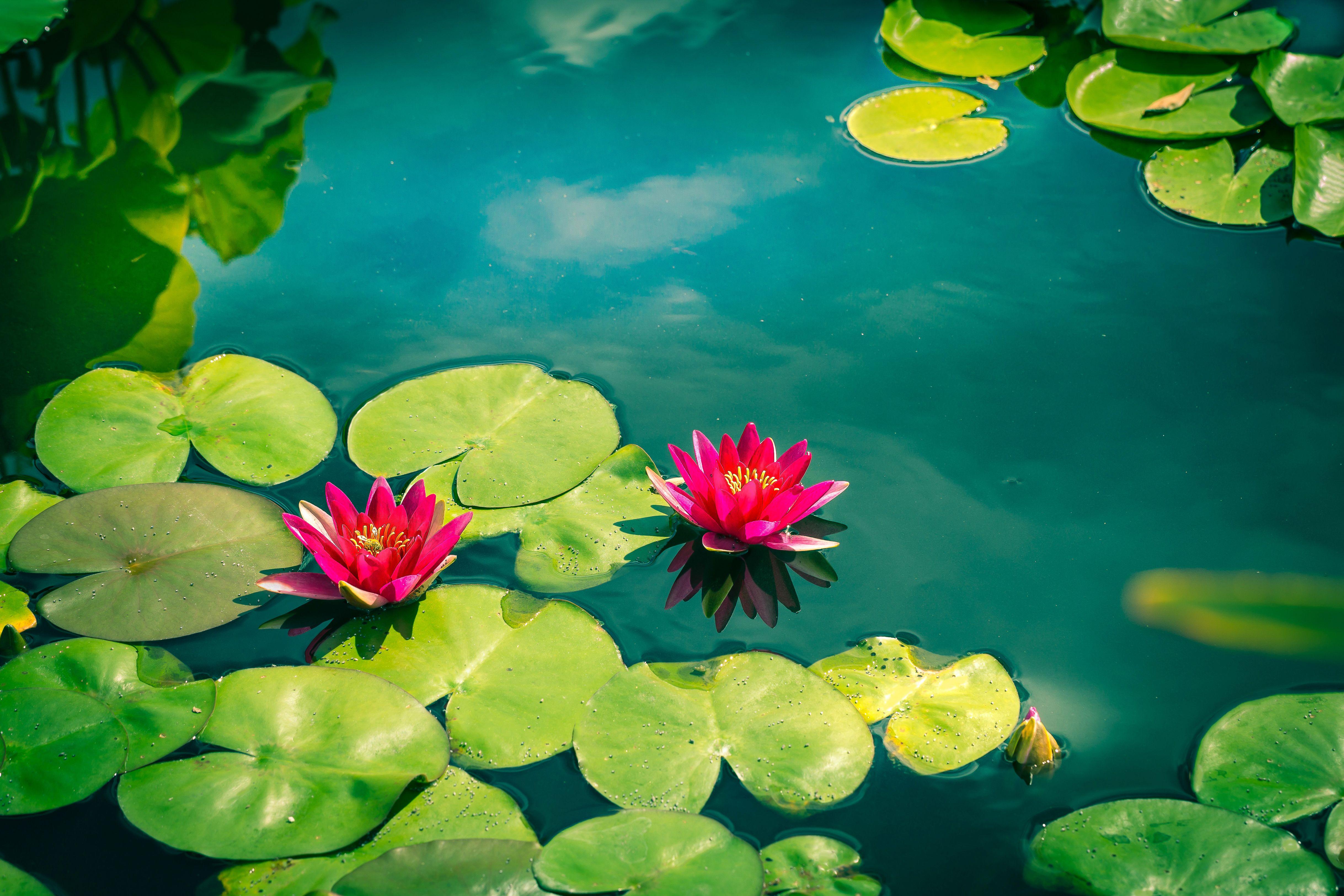 4873x3249 Wallpaper Pink Water Lilies, 4K, Flowers / Most Popular
