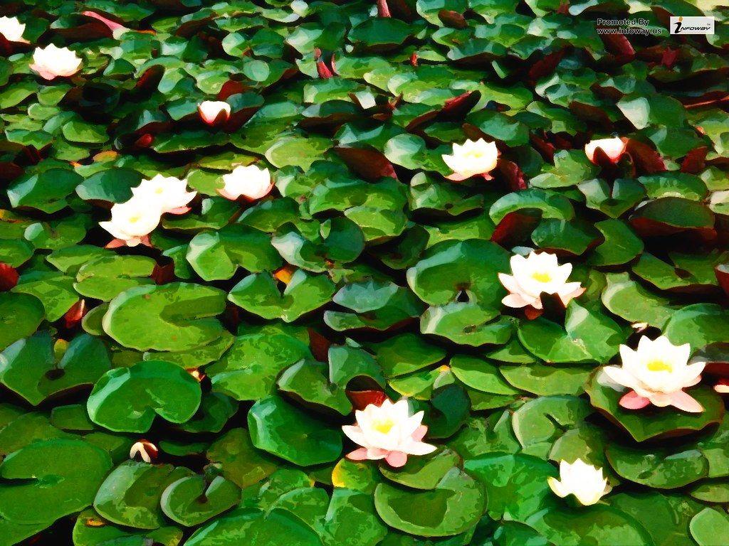 1024x768 Water lilies wallpaper. Water lilies wallpaper