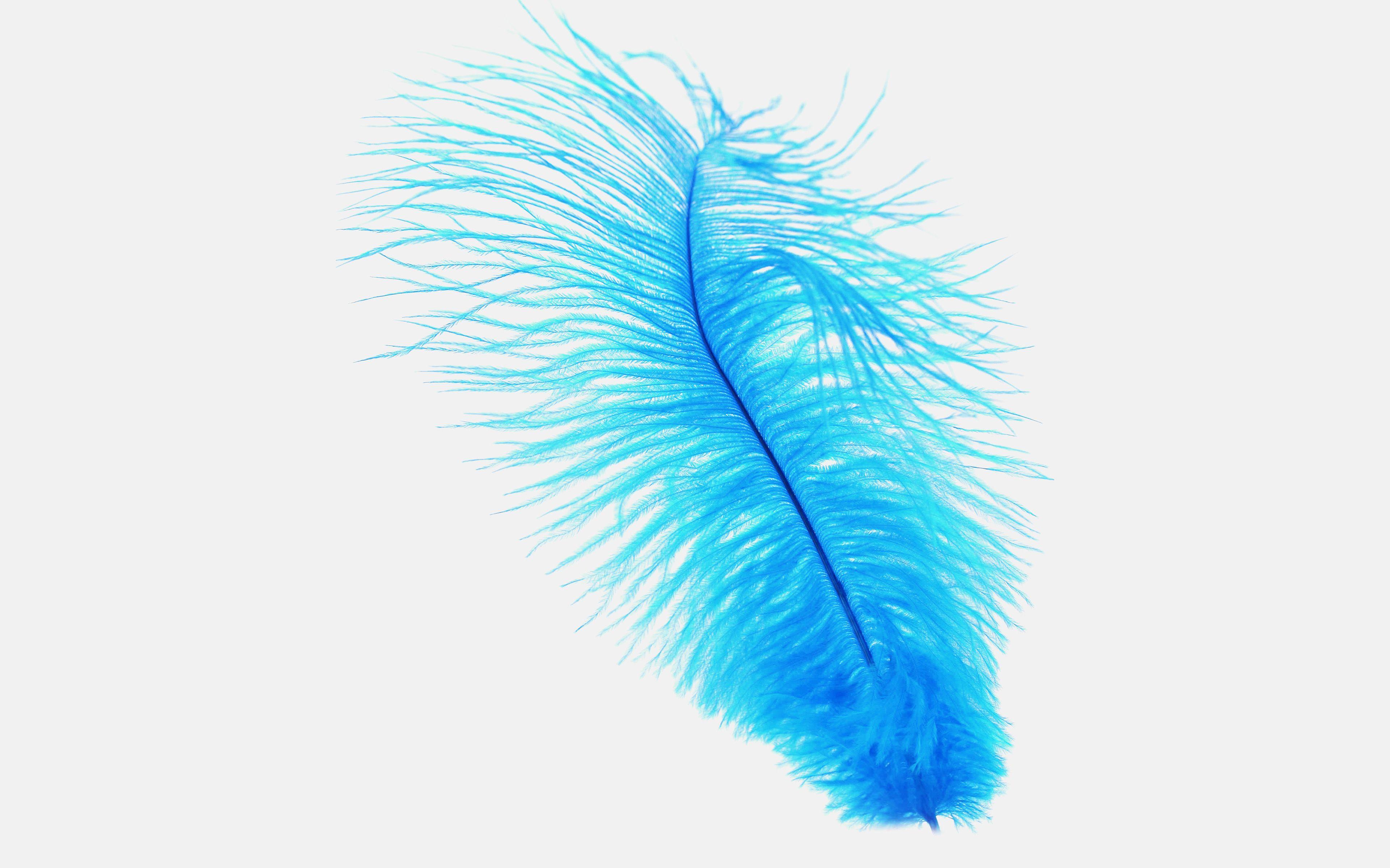 3840x2400 Blue Feather 7 Wallpaper HD White Wallpaper & Background Download