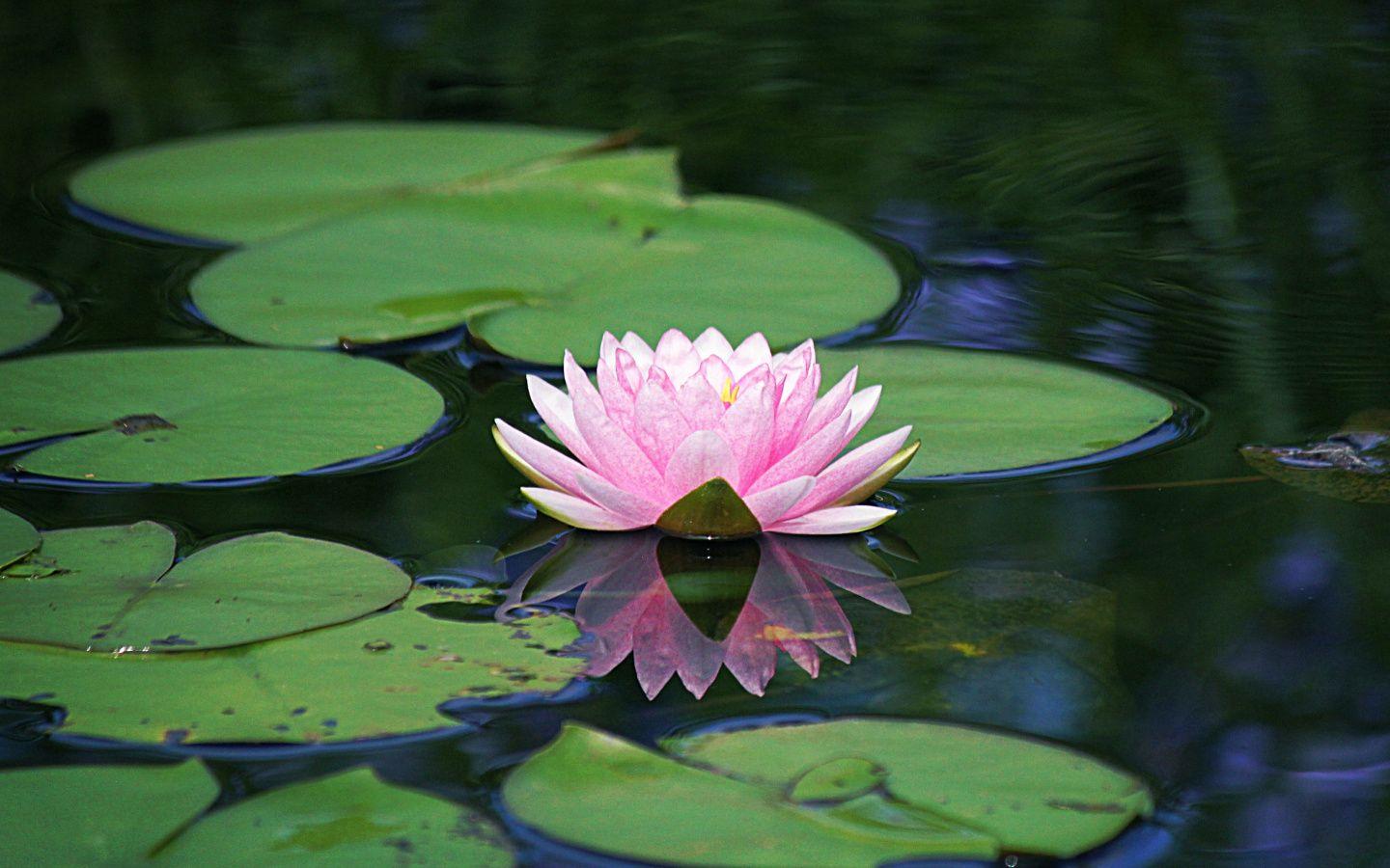 1440x900 Download Lake, flower, pink, water lily wallpaper, 1440x900