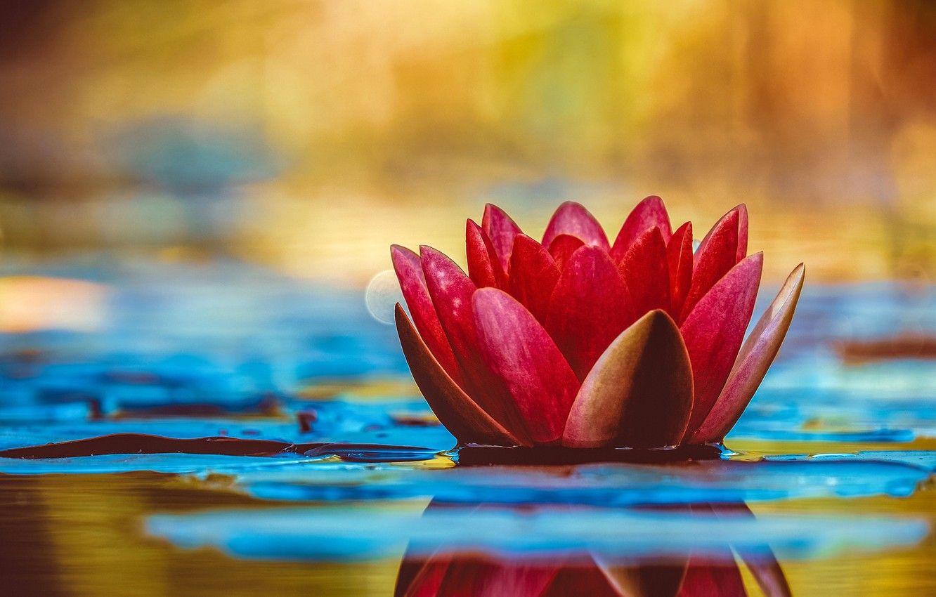 1332x850 Wallpaper HDR, colors, colorful, flower, photography, nature