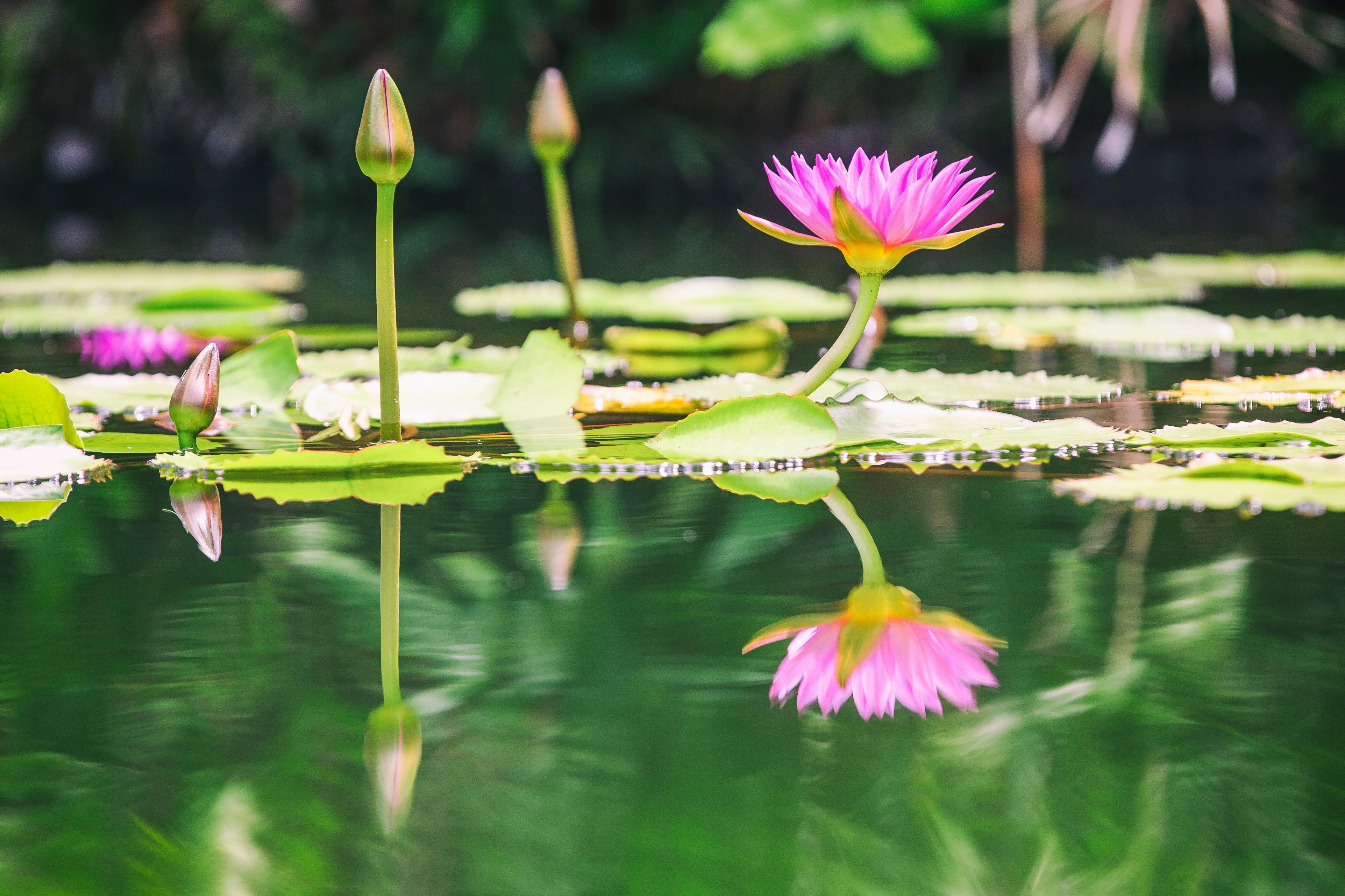 4224x2816 Pink water lily HD wallpaper
