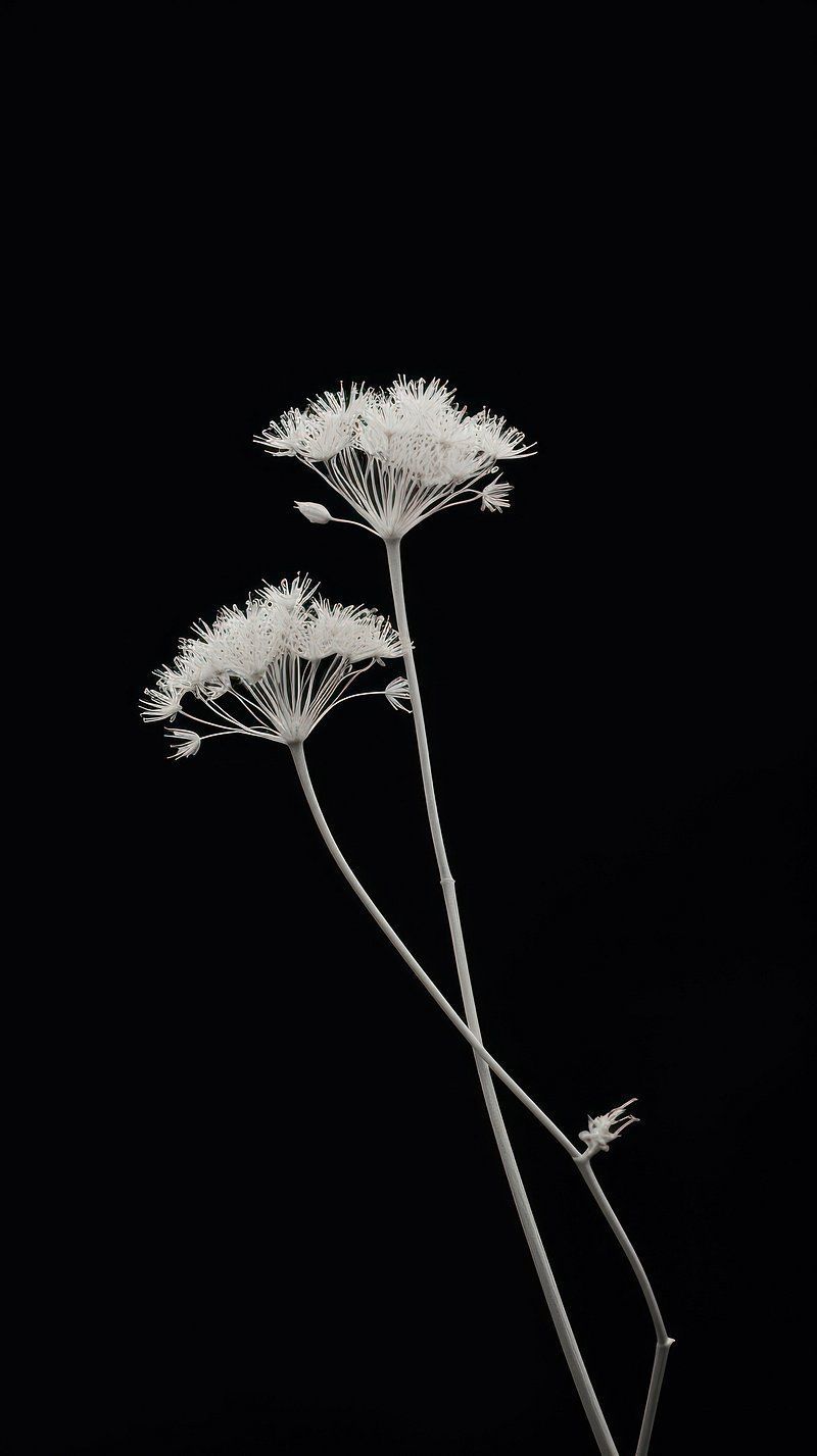 800x1427 Dark Wallpaper Phone Wallpaper