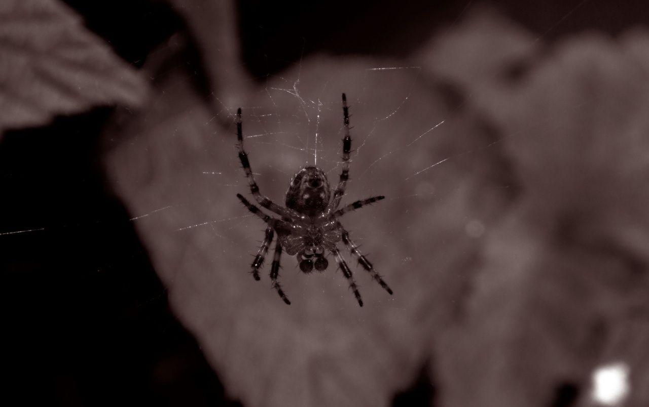 1280x804 Creepy spider wallpaper. Creepy spider