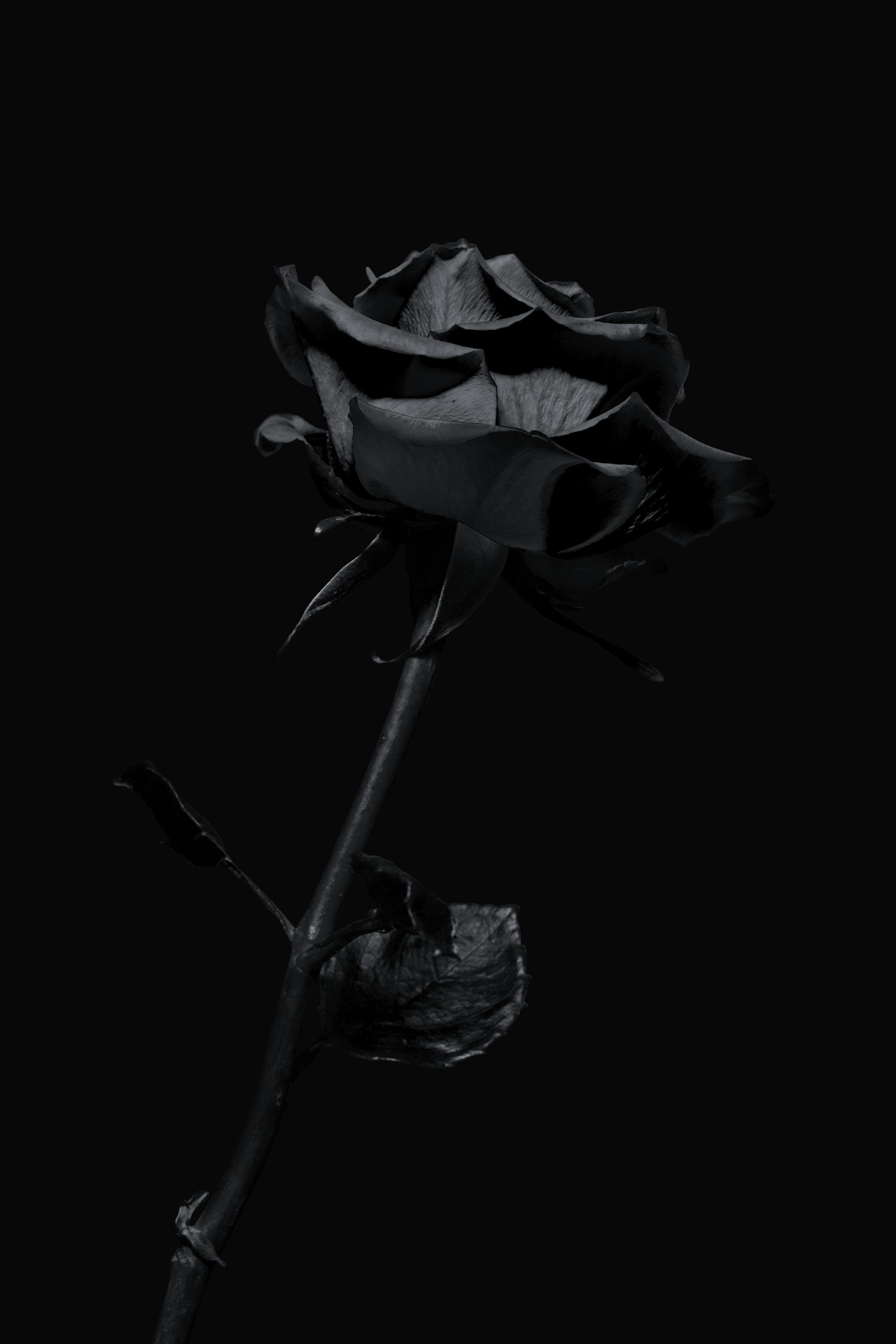 3000x4498 iPhone Dark Picture. Download Free Image