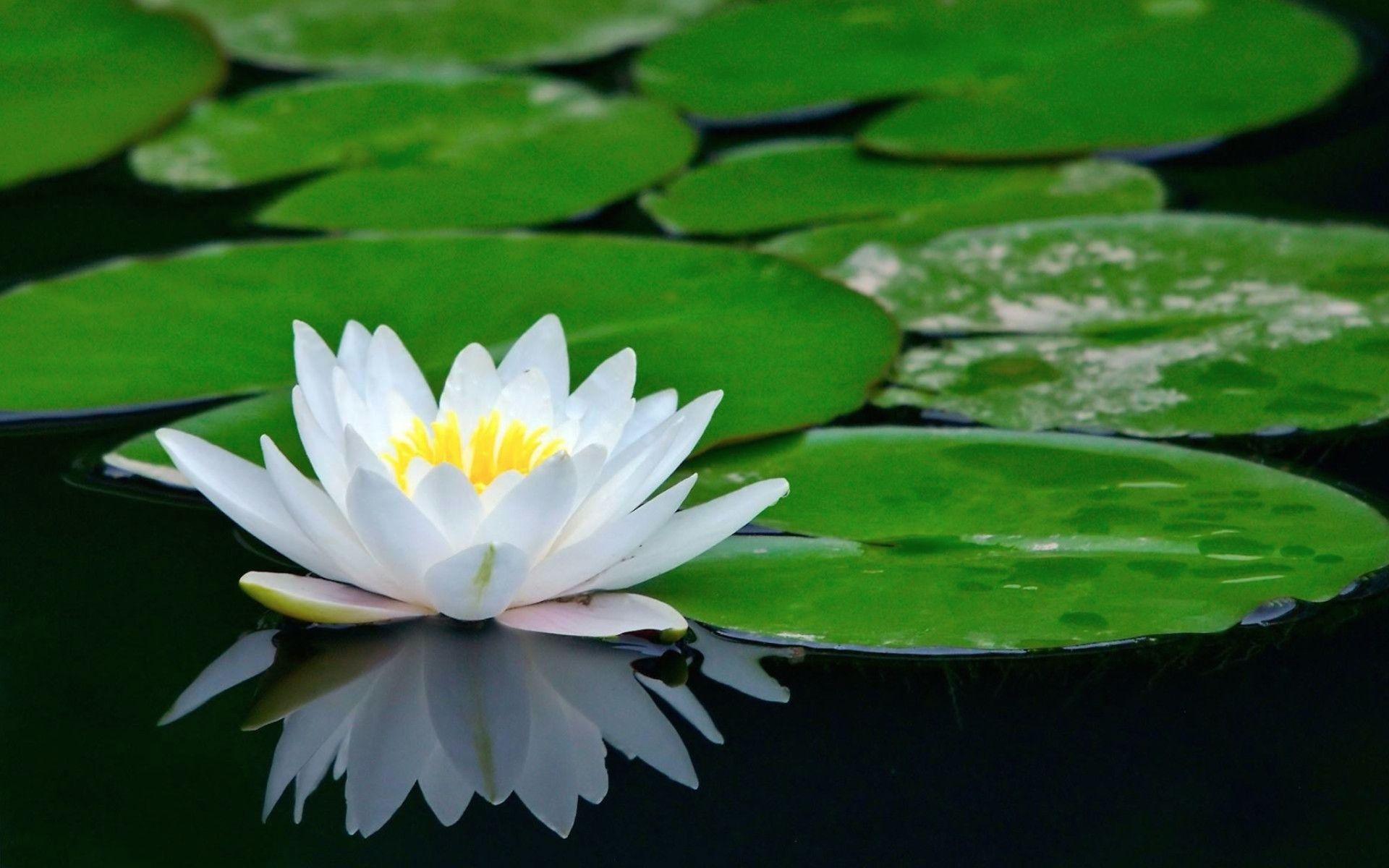 1920x1200 Lily Pad Wallpaper