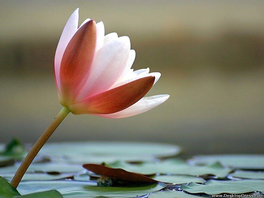 1024x768 Desktop Wallpaper Flowers Background Waterlily