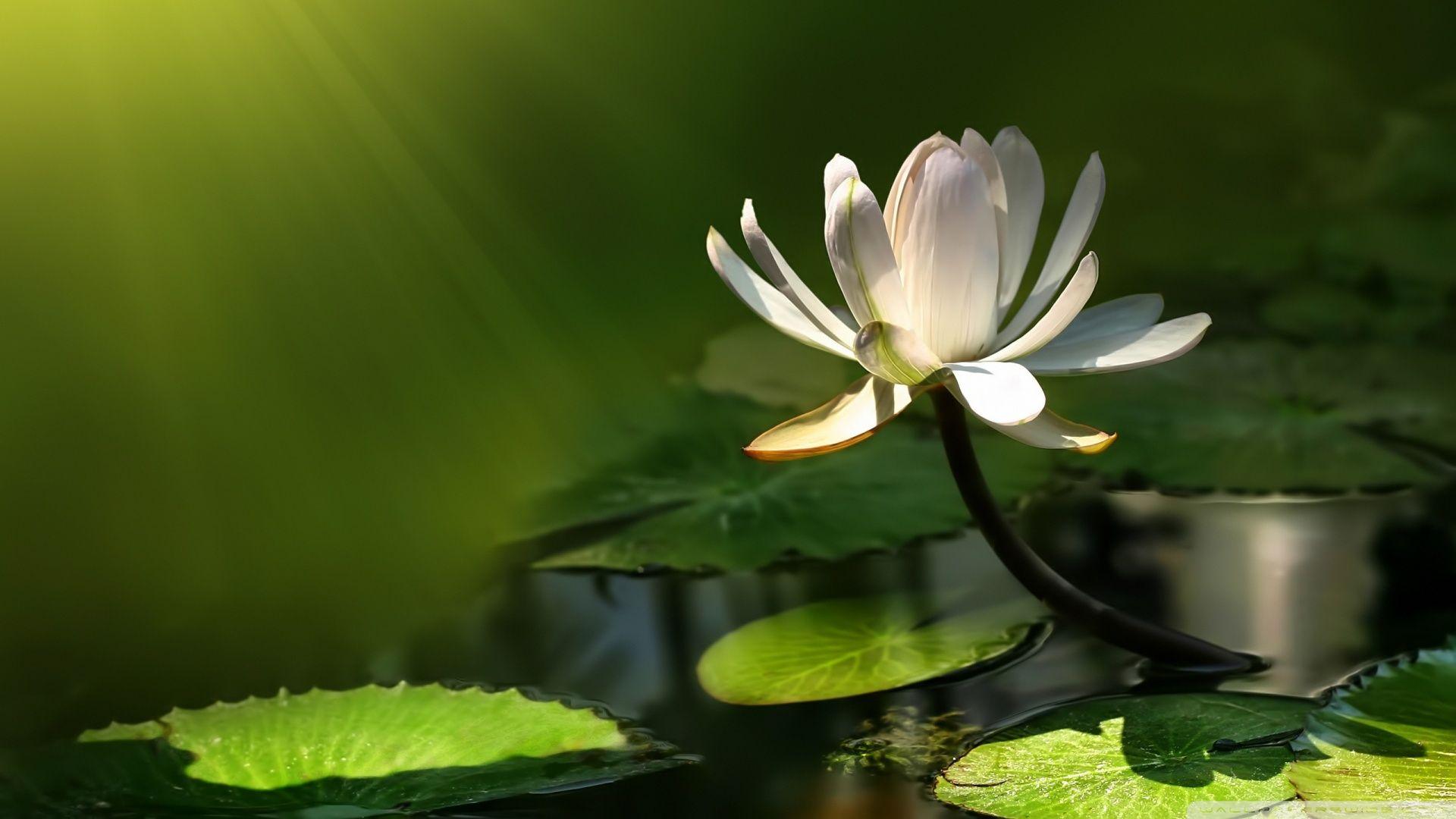 1920x1080 Water Lily Wallpaper For Computer