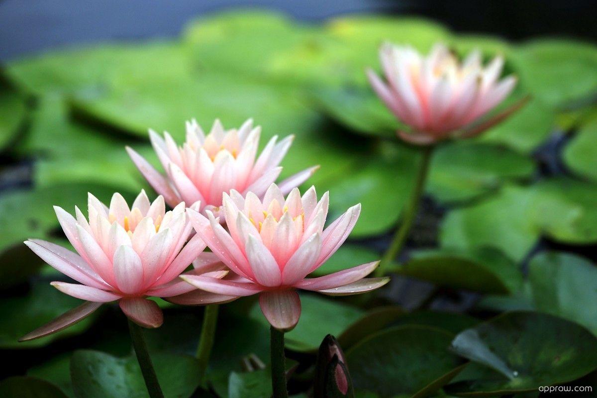 1200x800 Water Lilies Wallpaper download Lily HD Wallpaper