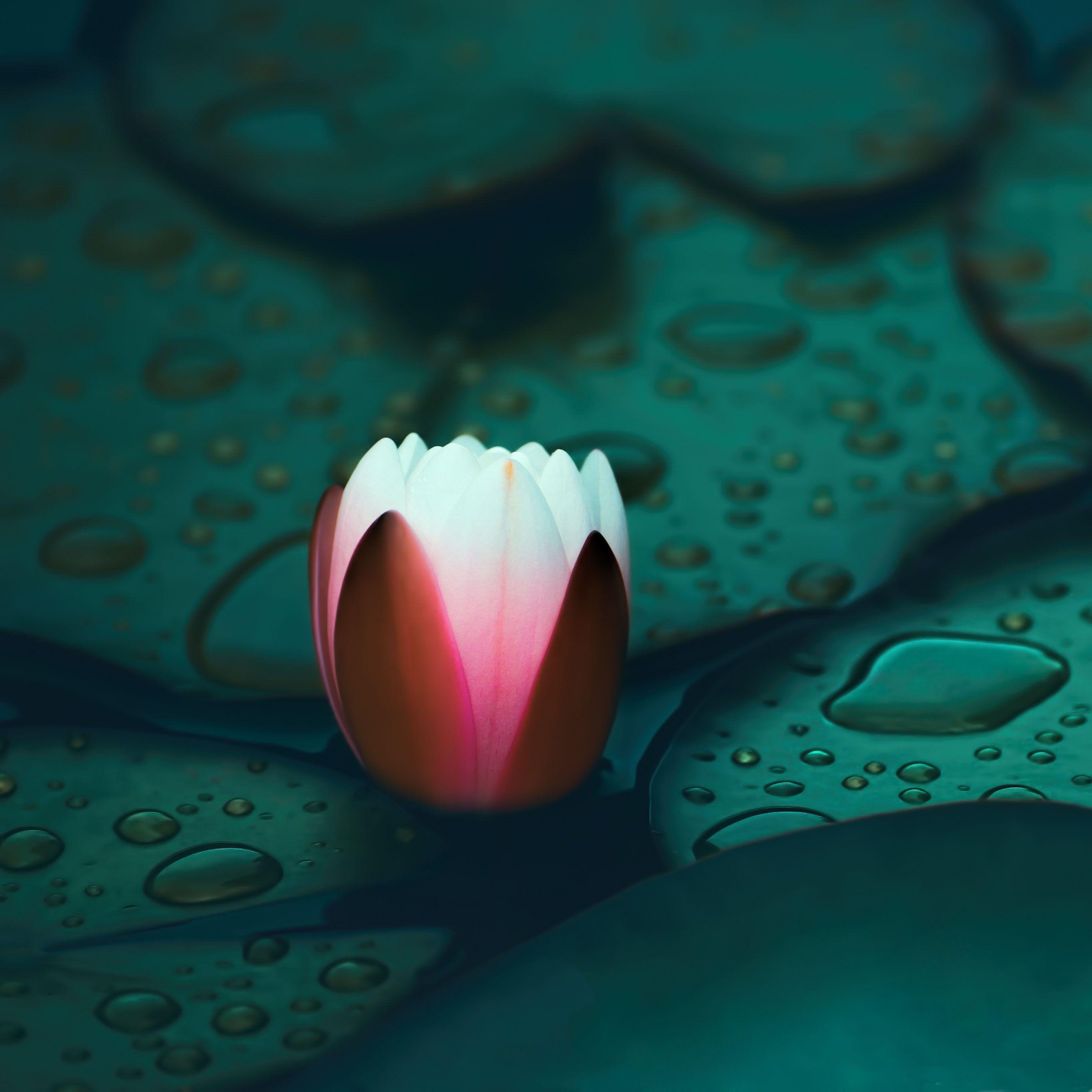 2732x2732 Water lily iPad Pro Wallpaper Free Download