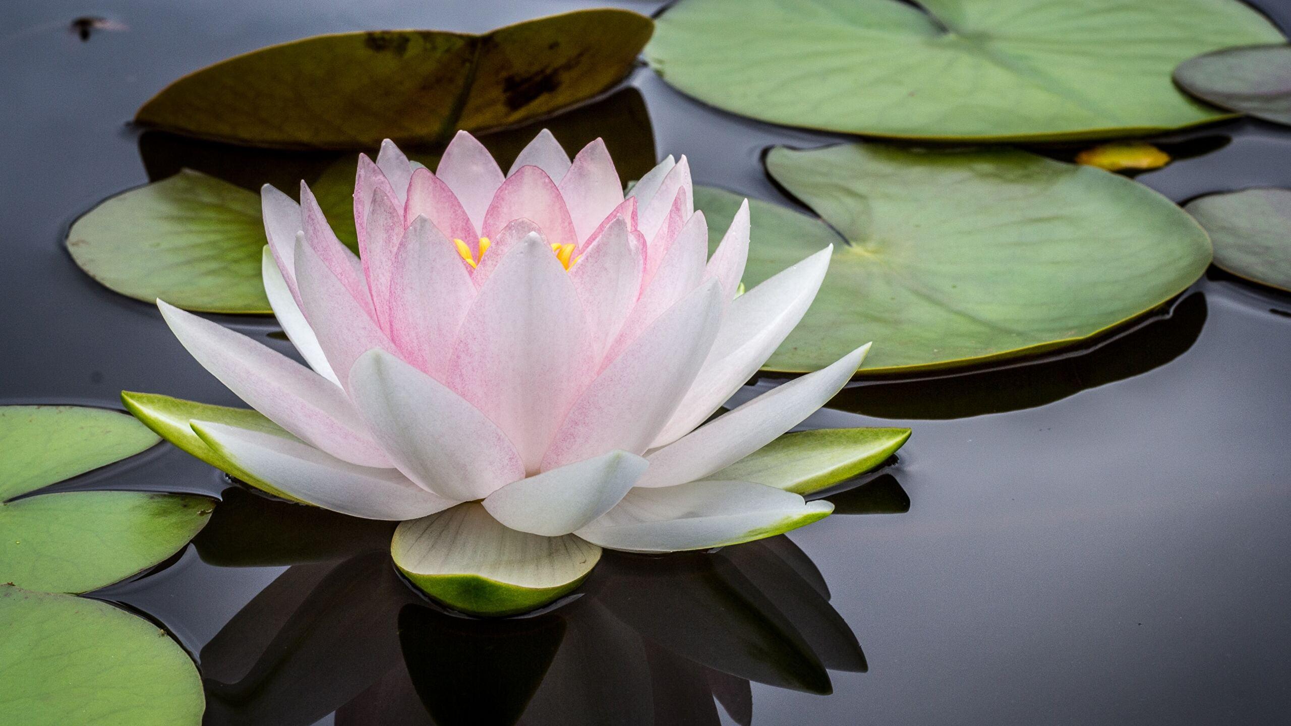 2560x1440 Water Lily HD wallpaper