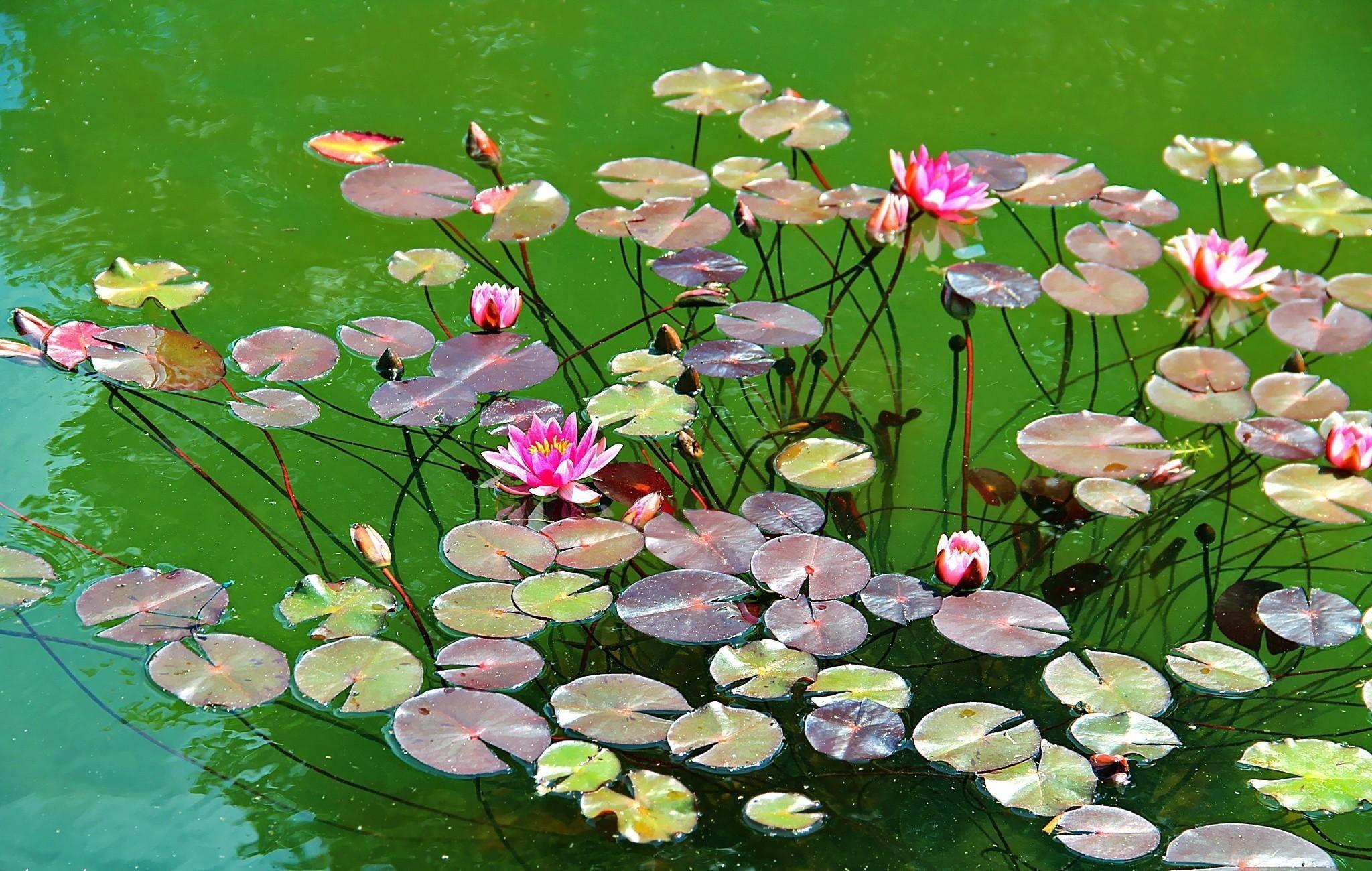 2048x1300 Green and purple water lilies HD wallpaper