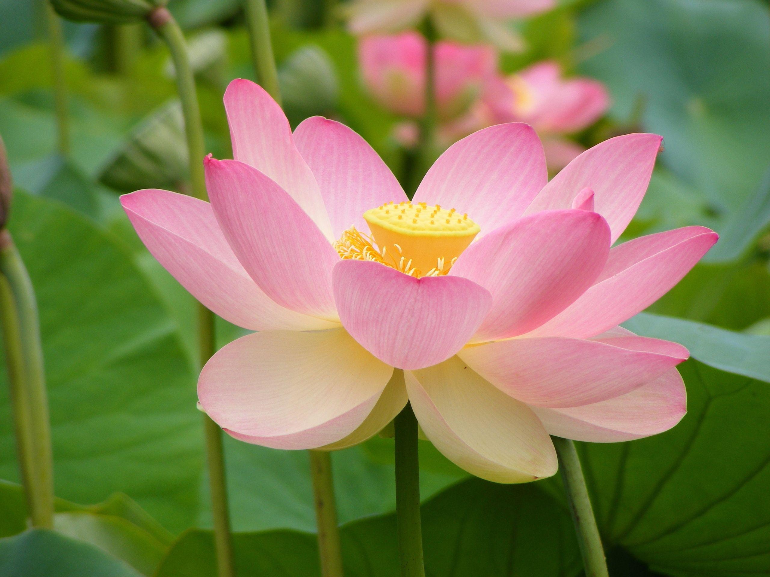 2560x1920 Water Lily Desktop Wallpaper