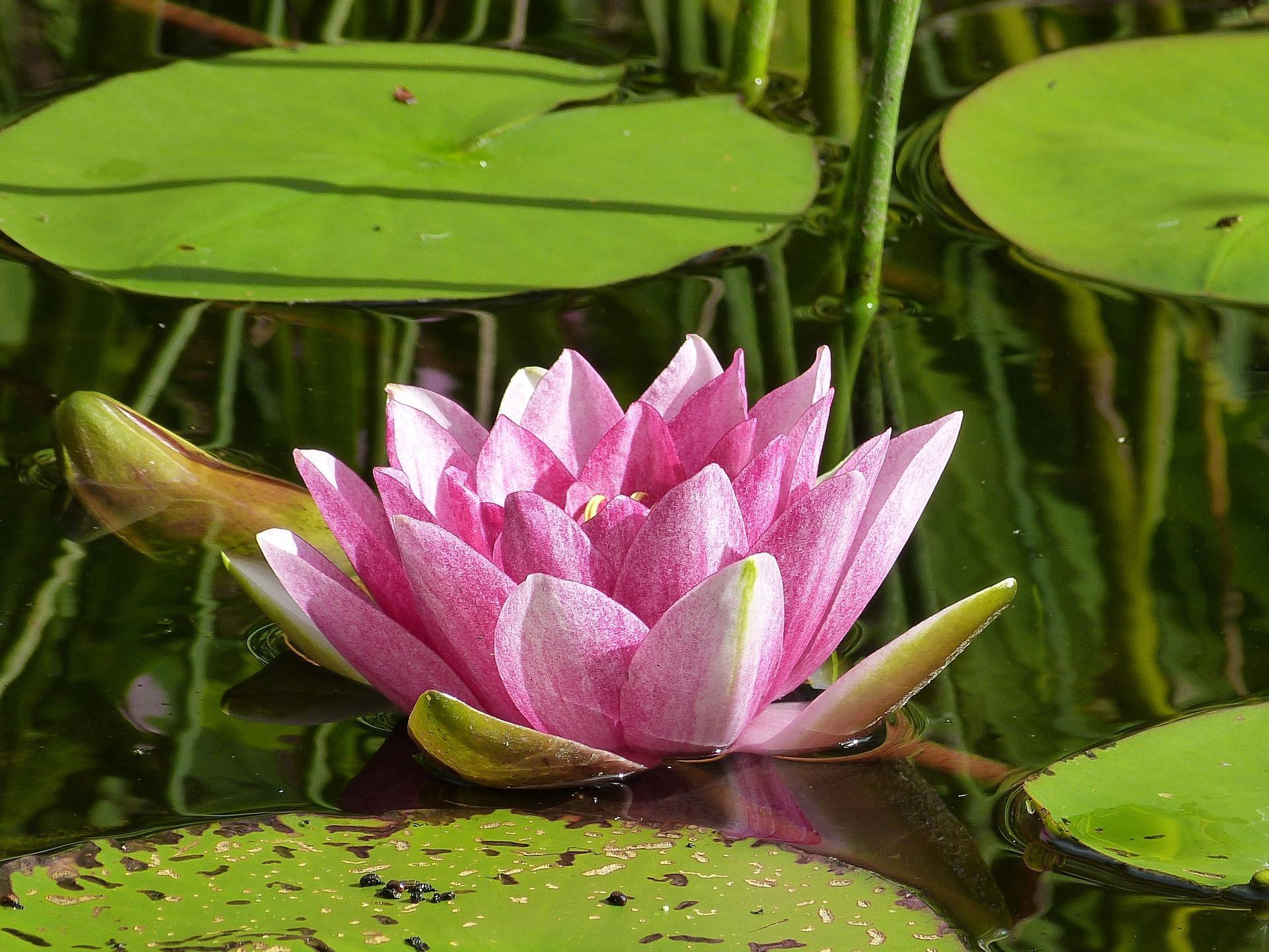 1920x1440 Water Lily Wallpaper HD for Android