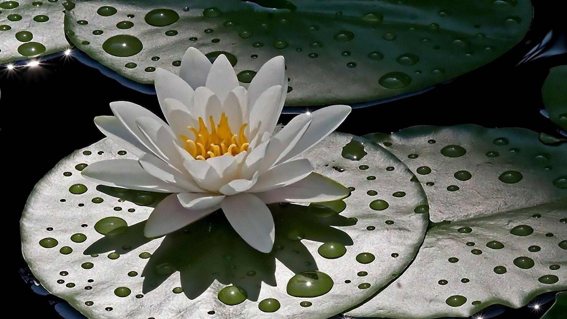 1920x1080 Water Lilies Wallpaper