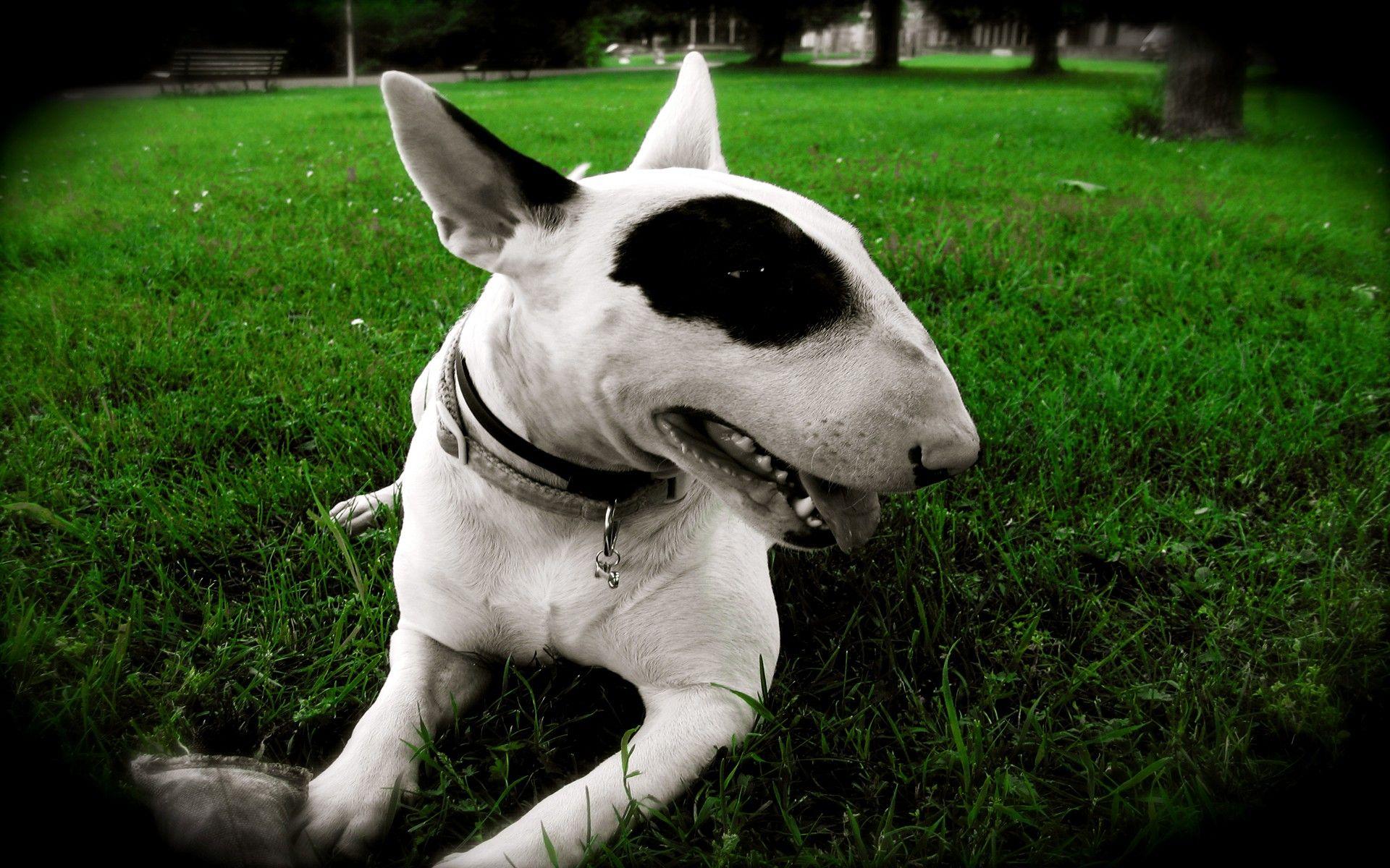1920x1200 animals, dogs, bull, bull terrier wallpaper