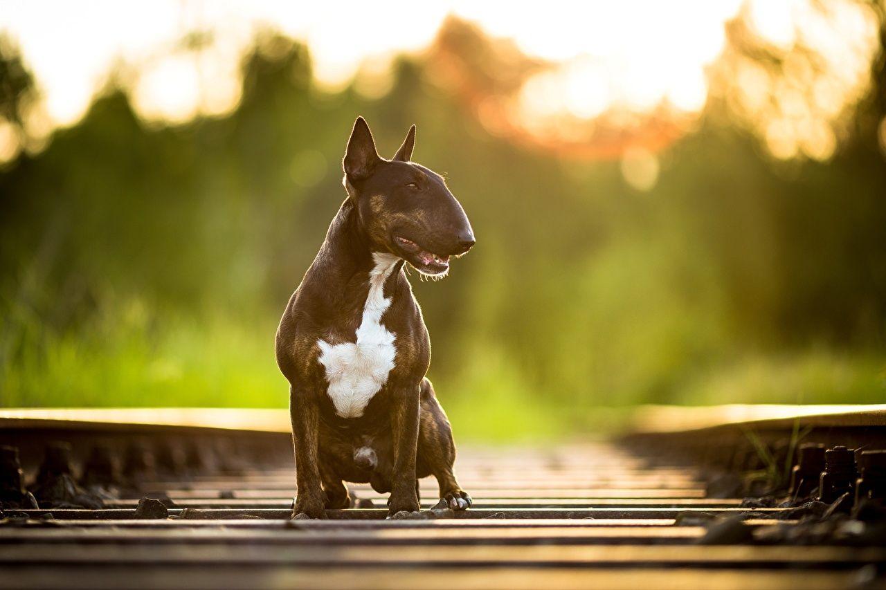Bull Terrier Wallpapers - Top Free Bull Terrier Backgrounds -  WallpaperAccess