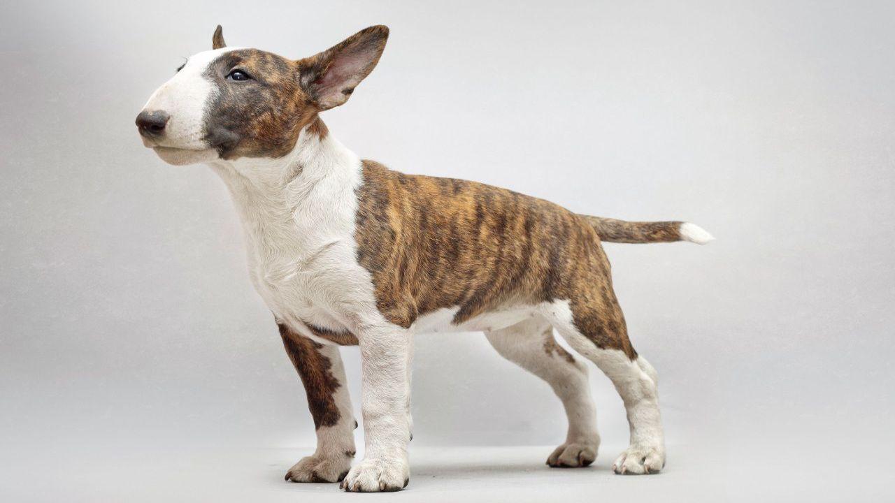 1280x720 Bull Terrier Wallpaper for Android