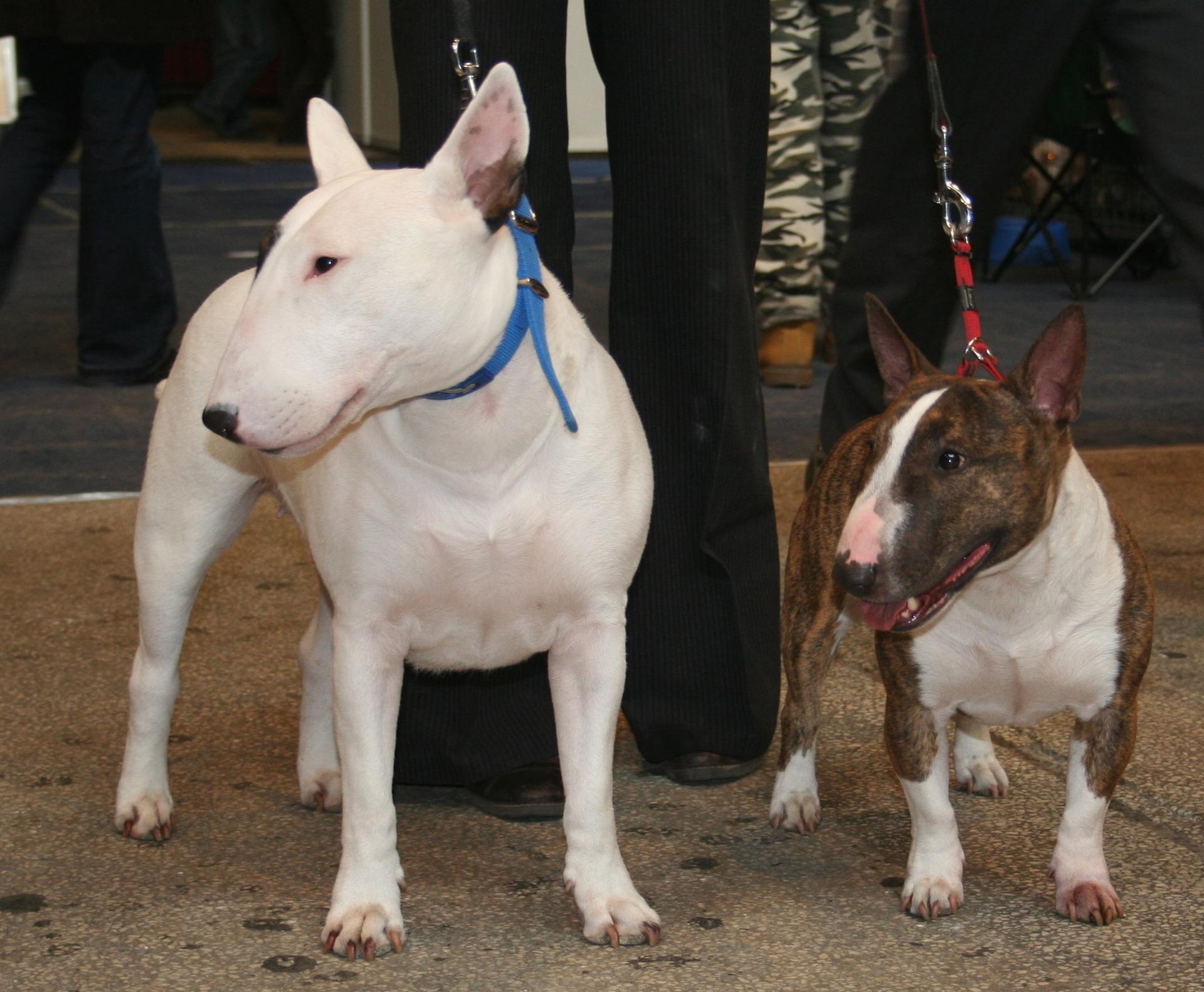 1920x1581 Bull Terrier Miniature Wallpaper HD Download