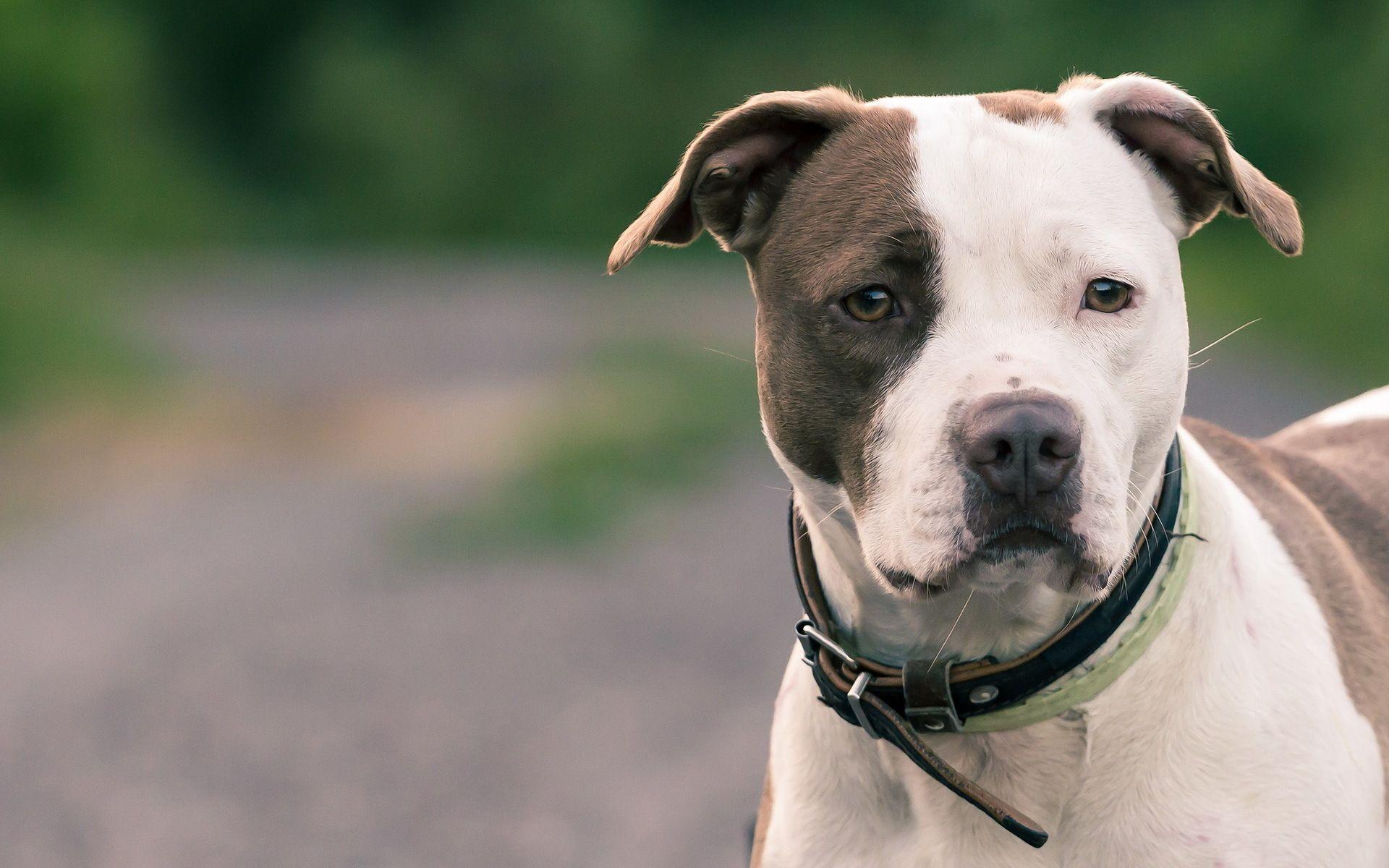 1920x1200 Black And White Staffordshire Bull Terrier Puppy Dogs