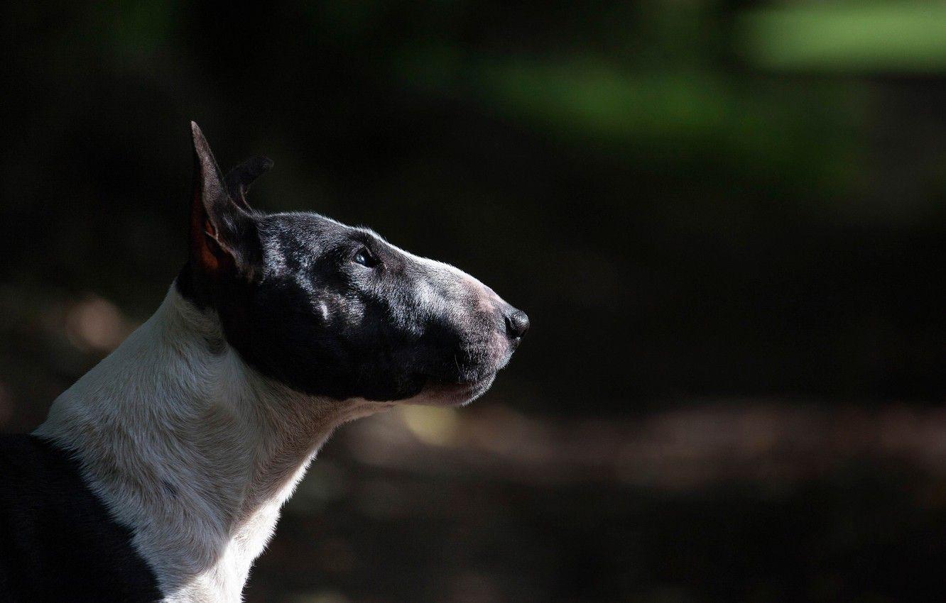 1332x850 Wallpaper dog, profile, bull terrier image for desktop