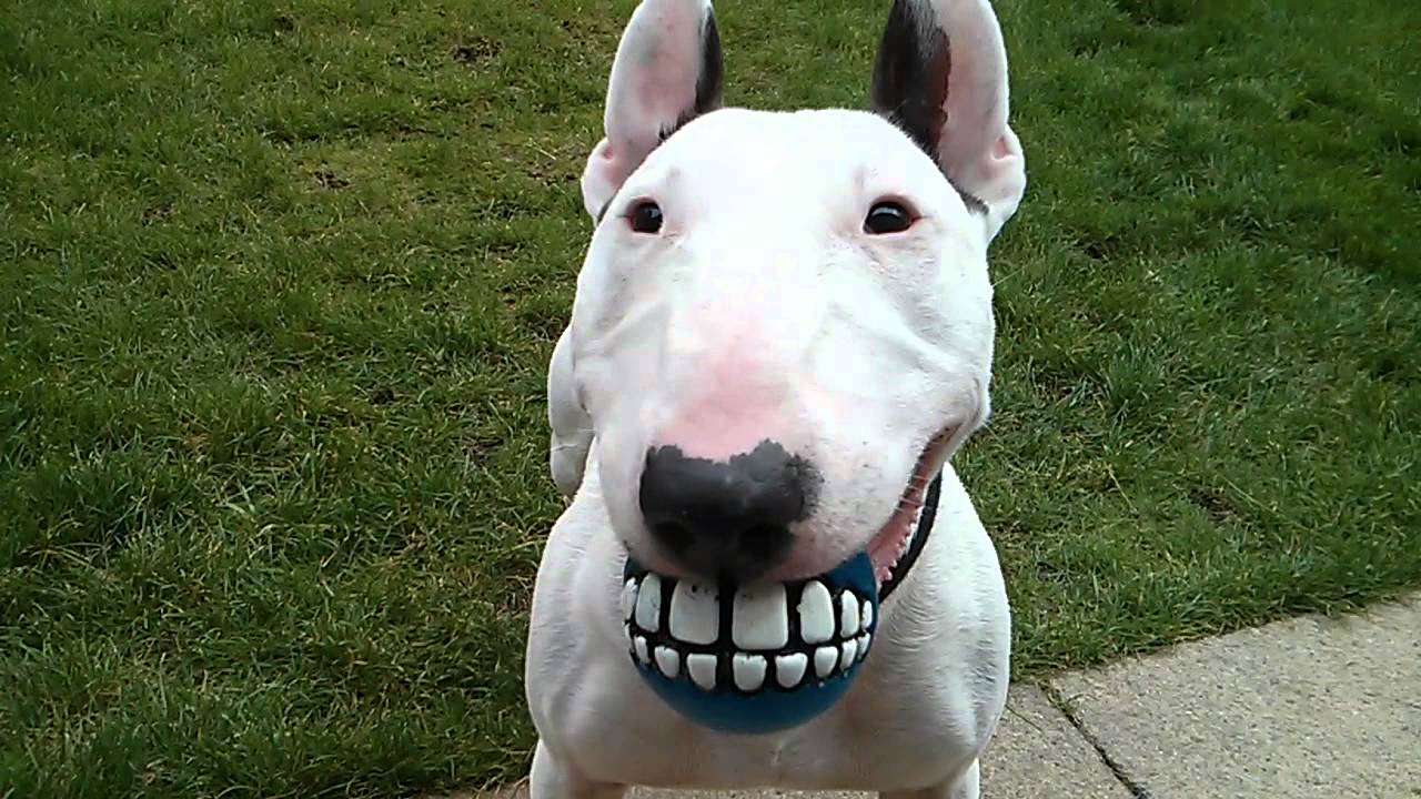 Bull Terrier Wallpapers - Top Free Bull Terrier Backgrounds ...