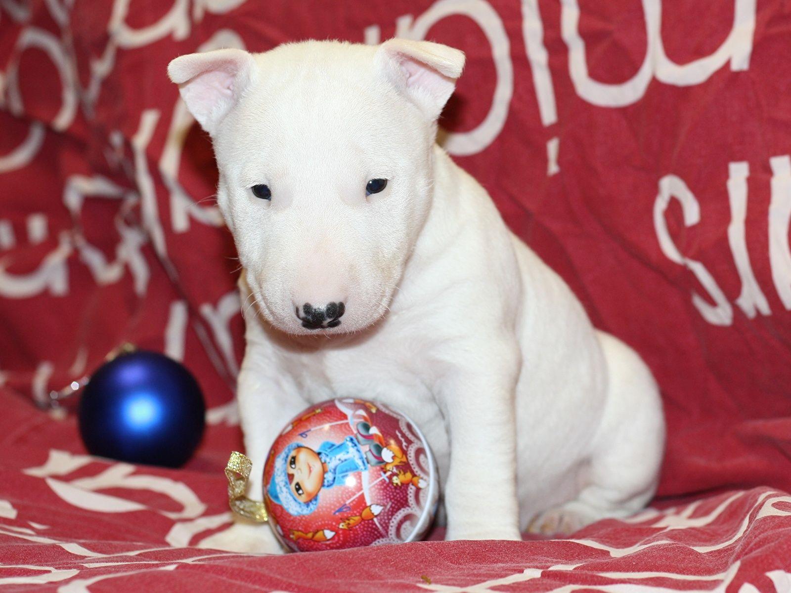 1600x1200 Desktop Wallpaper Puppy Bull Terrier dog Balls animal 1600x1200