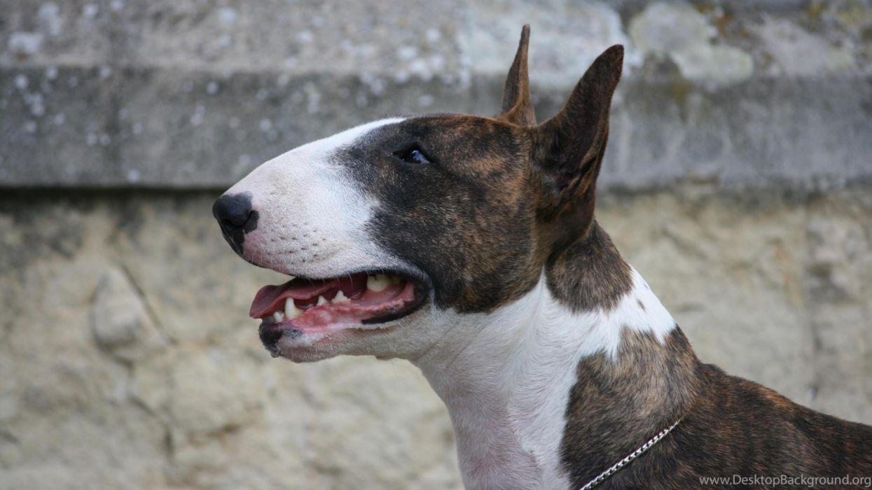 1245x700 Bull Terrier Mellow 3888x2592 H (1) Wallpaperx1440
