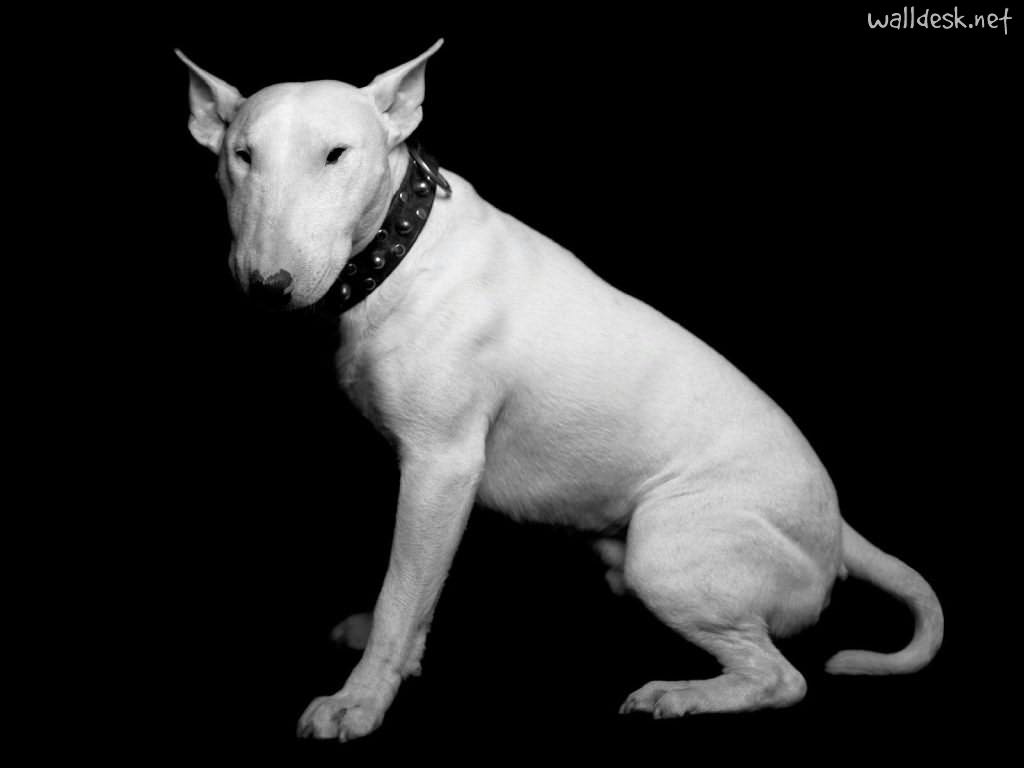 1024x768 English Bull Terrier Wallpaper