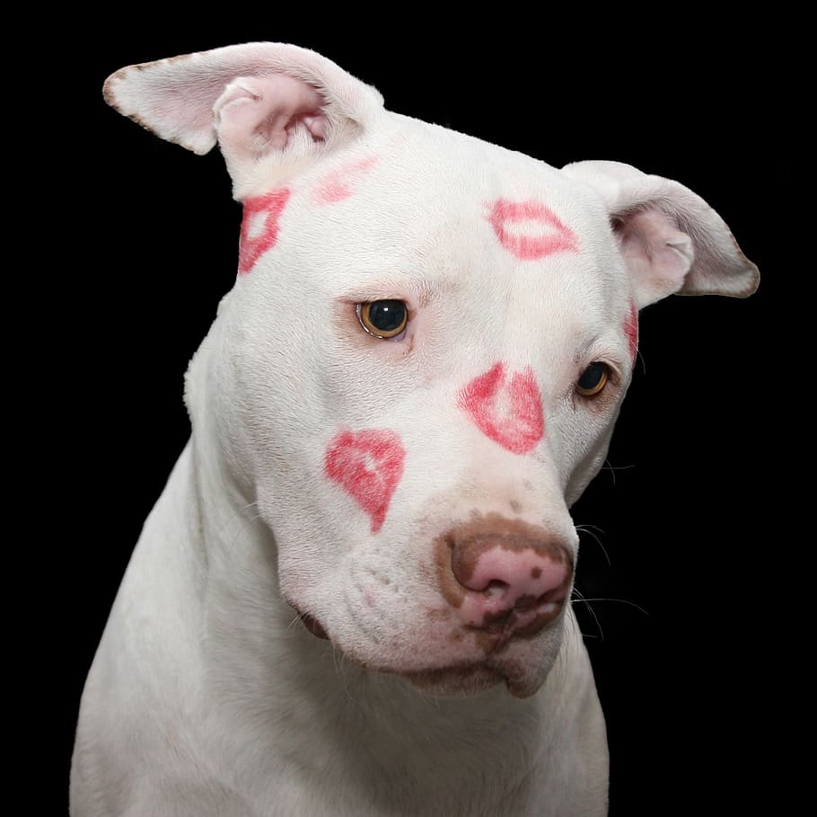 910x909 HD wallpaper: adult white American pit bull terrier with kiss mark