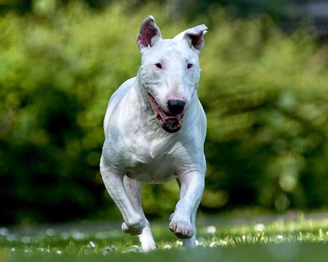 1125x900 Bull Terrier HD Wallpaper 1.0 APK Download