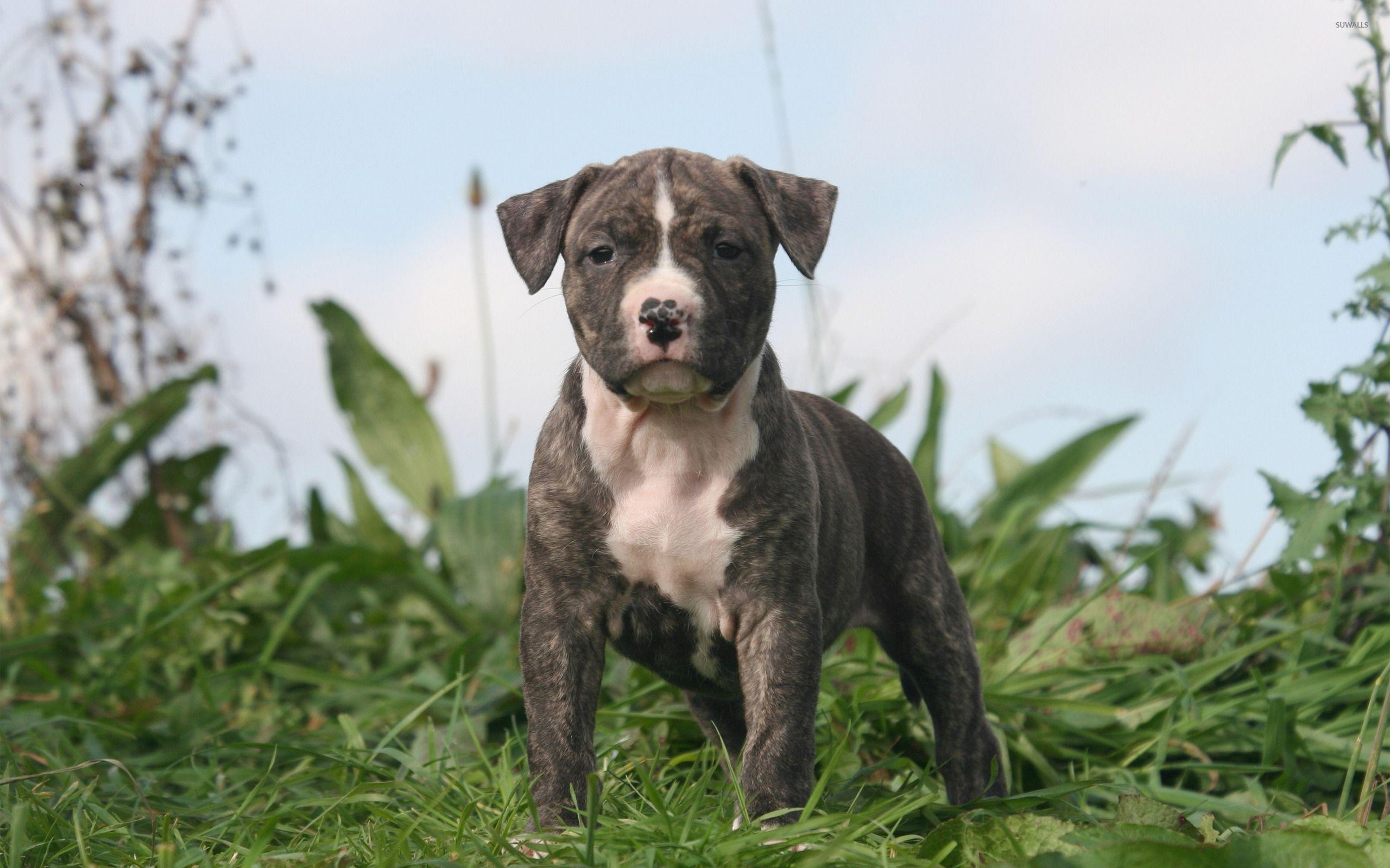 2560x1600 Staffordshire Bull Terrier wallpaper wallpaper