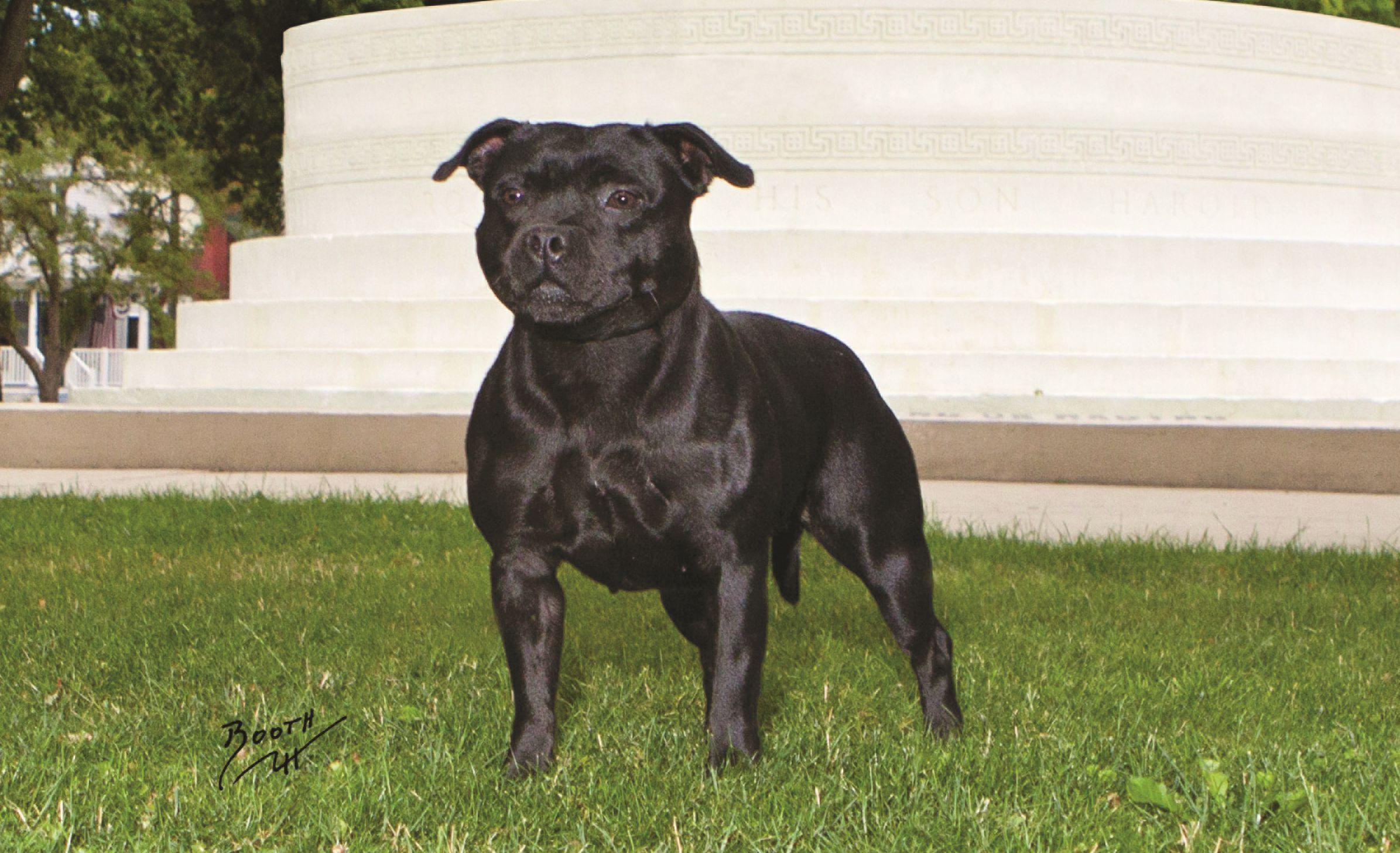 2391x1457 Staffordshire Bull Terrier High Quality Wallpaper