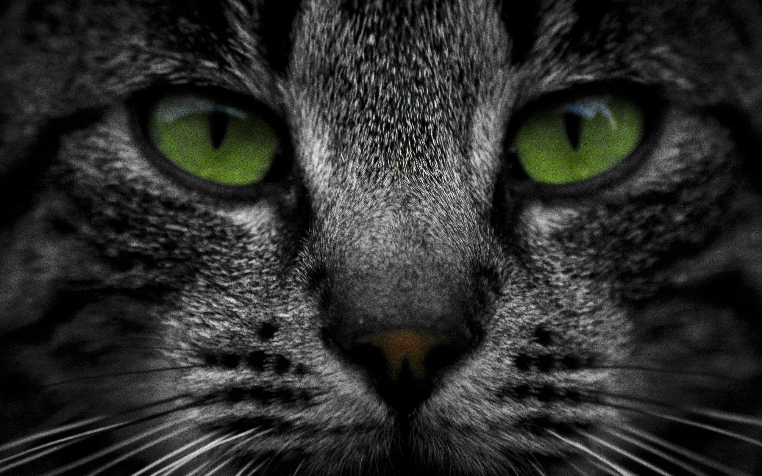 Green Cat Wallpapers Top Free Green Cat Backgrounds WallpaperAccess