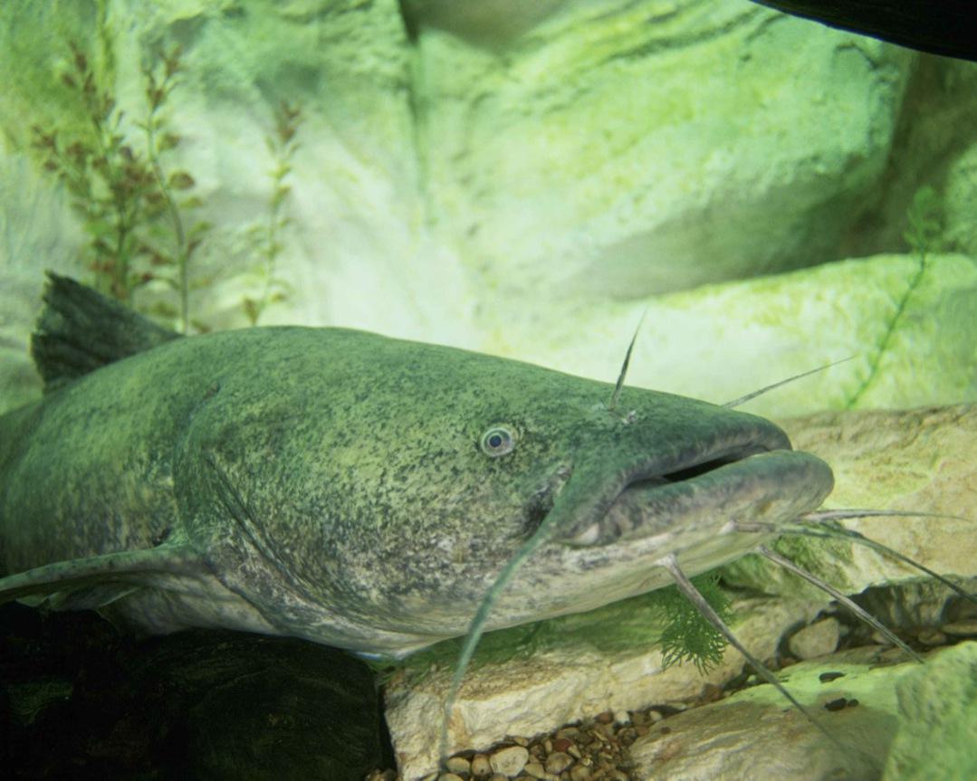 1079x863 Catfish Wallpaper Picture HD for Android
