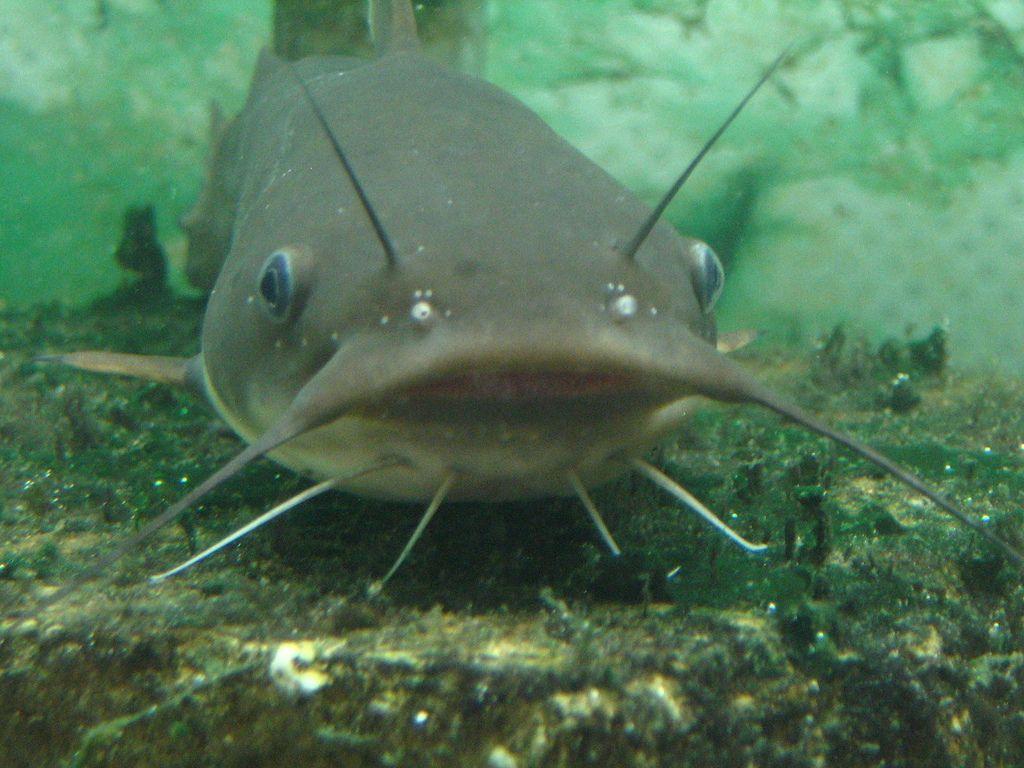 Premium Photo  Catfish underwater high resolution wallpaper image ai  generated art