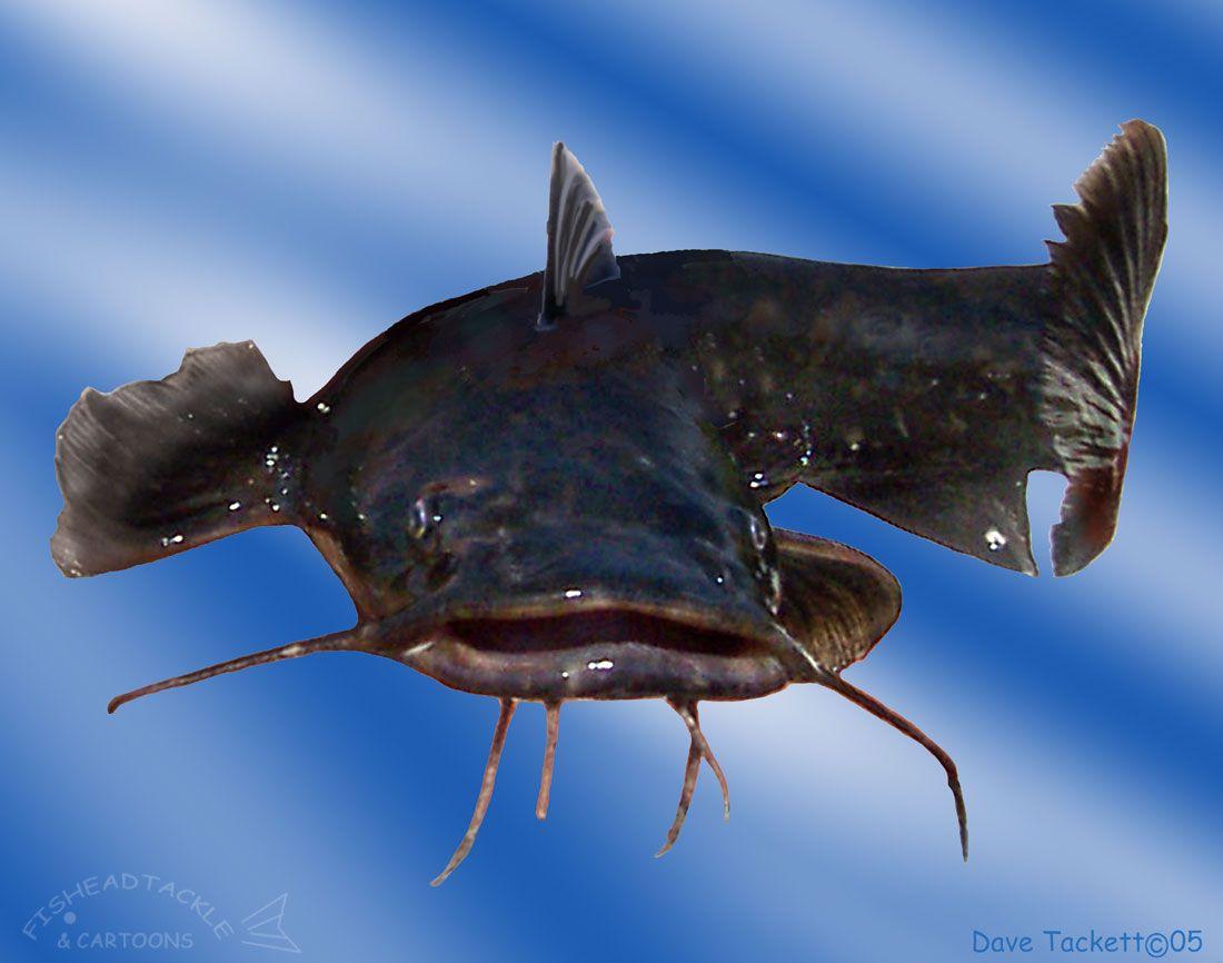 HD the catfish wallpapers  Peakpx