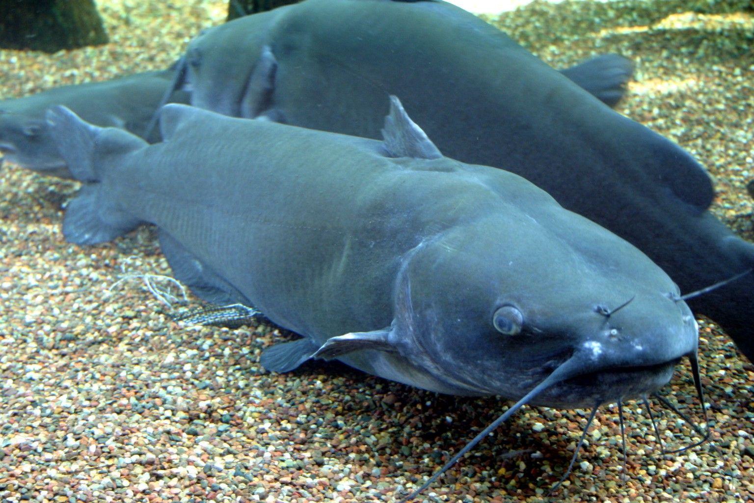 Catfish Wallpapers Top Free Catfish Backgrounds WallpaperAccess