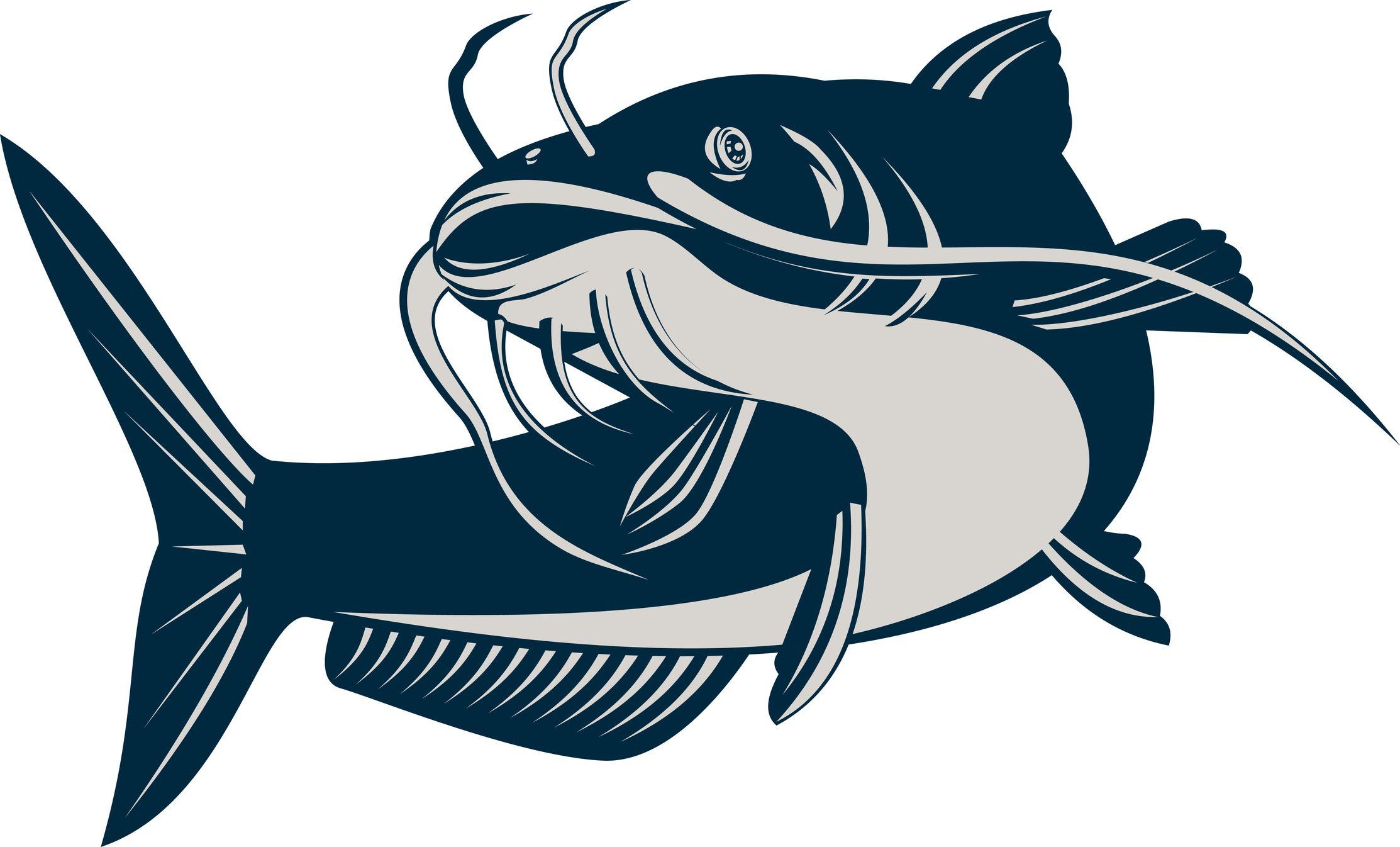 2226x1346 Free Drawings Of Catfish, Download Free Clip Art, Free Clip
