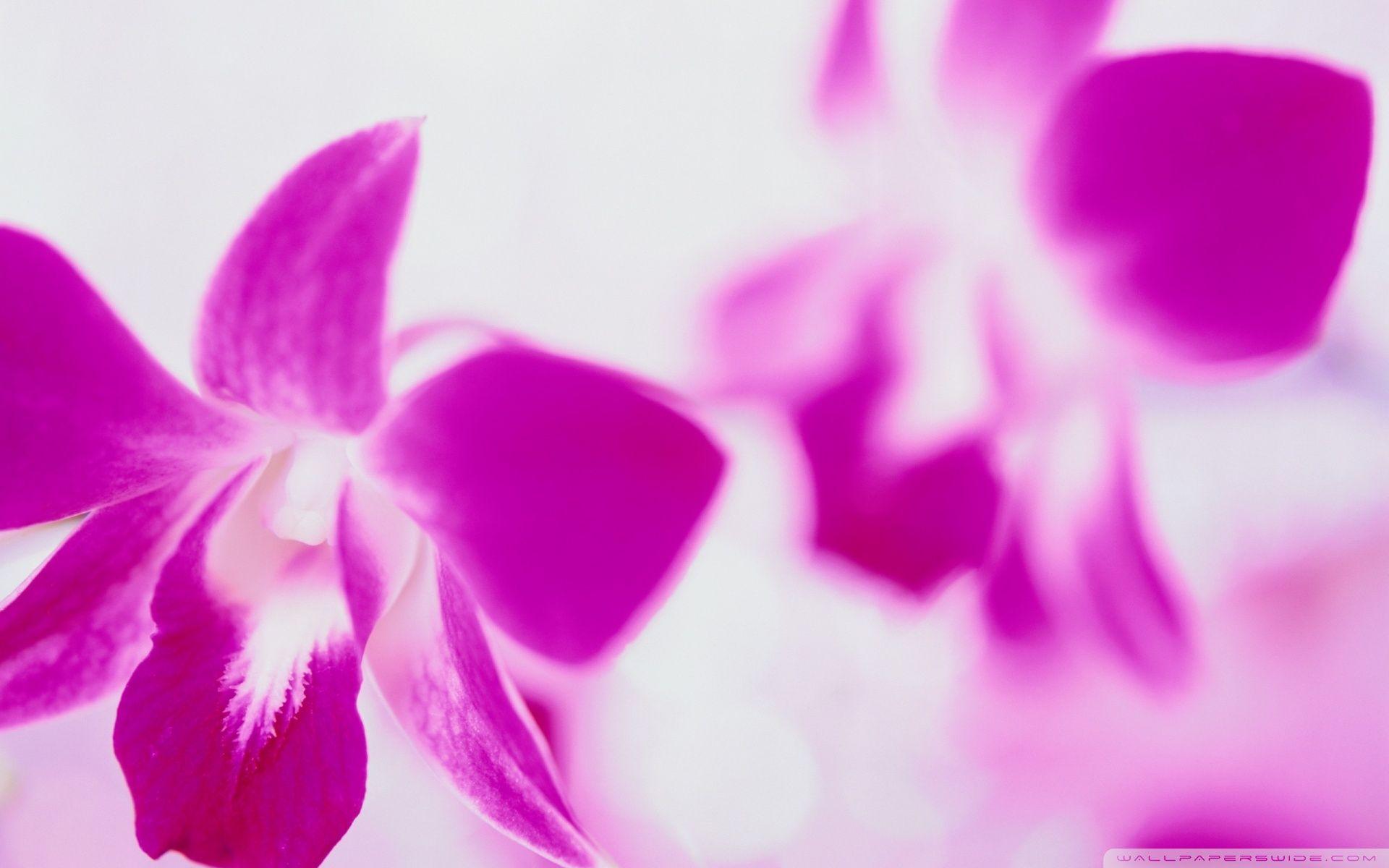1920x1200 Purple Flowers On White Background Ultra HD Desktop
