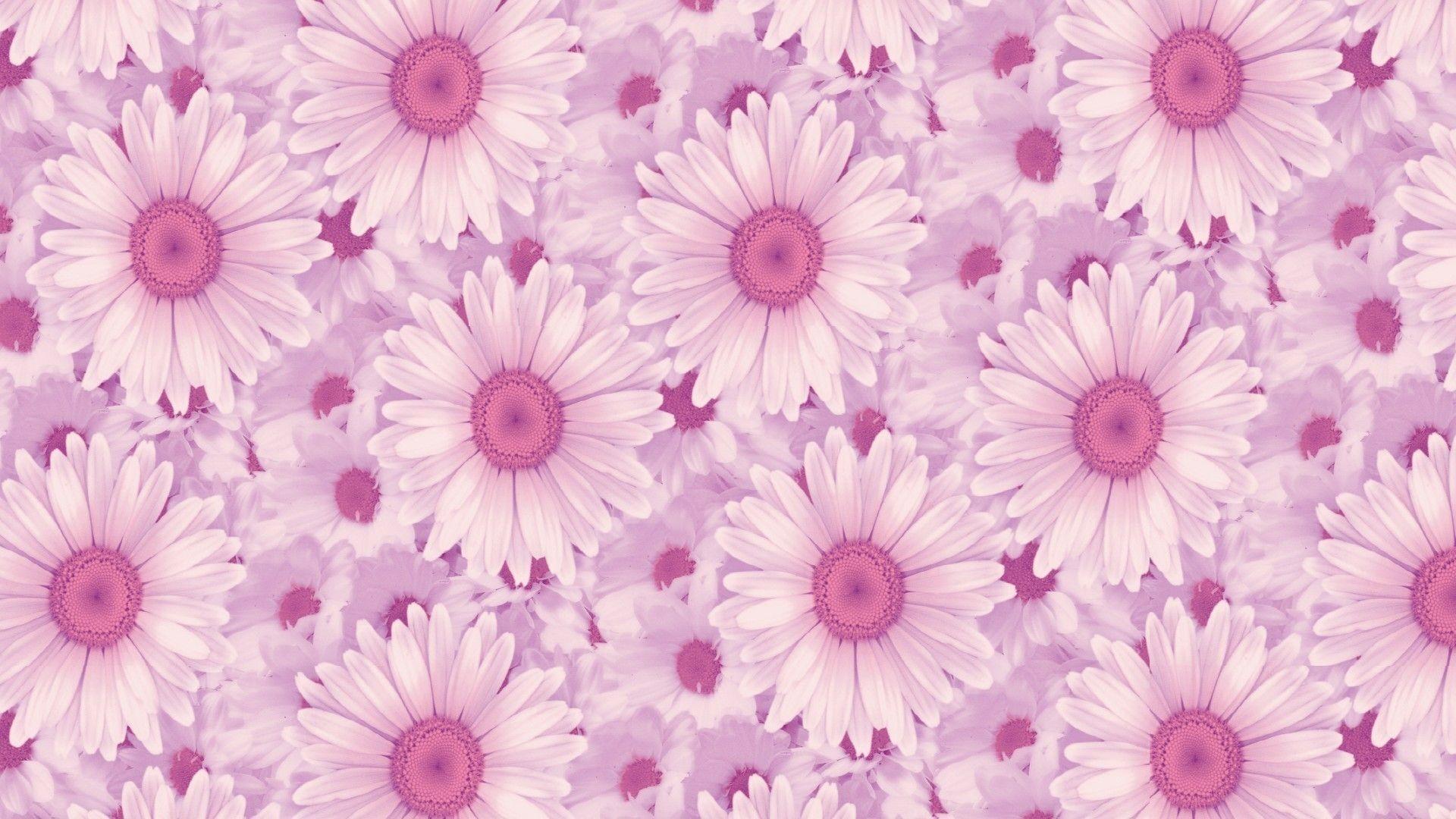 1920x1080 Pink Background Tumblr cho Windows - Hình nền máy tính xách tay thẩm mỹ HD - Tải xuống hình nền & hình nền HD