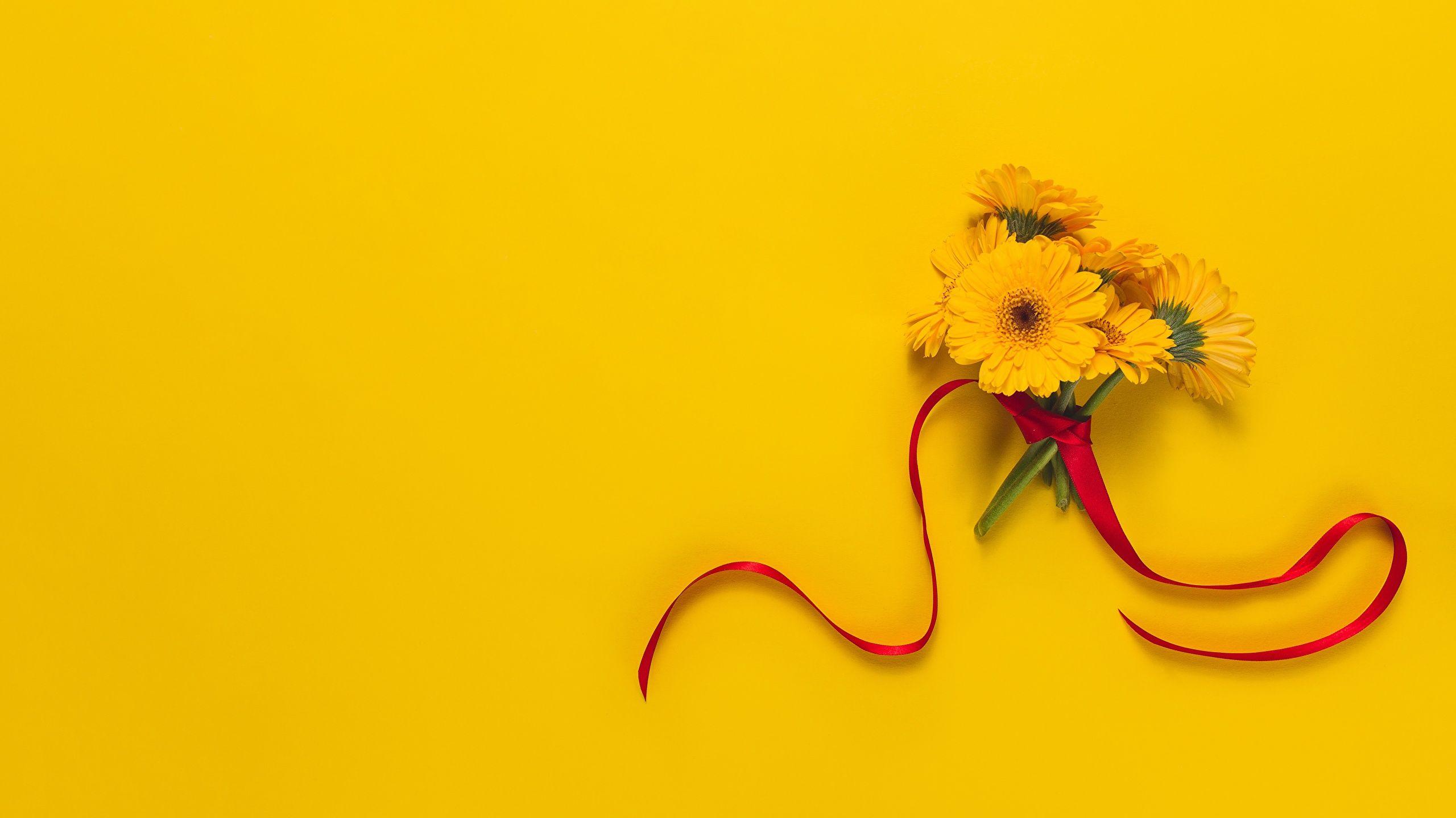 2560x1440 Desktop Wallpaper Yellow gerbera Flowers Colored 2560x1440