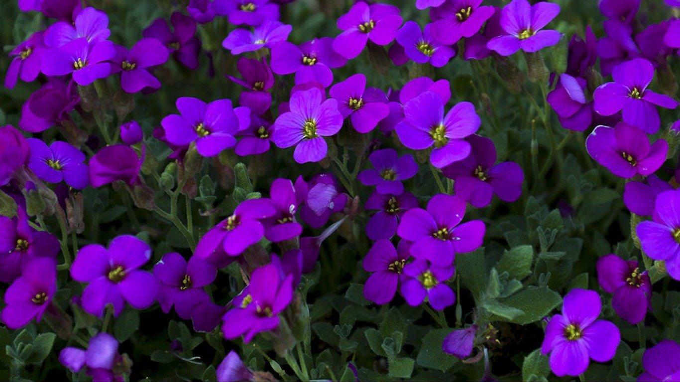 1366x768 Purple Flower wallpaper 1366x768 (laptop) desktop background