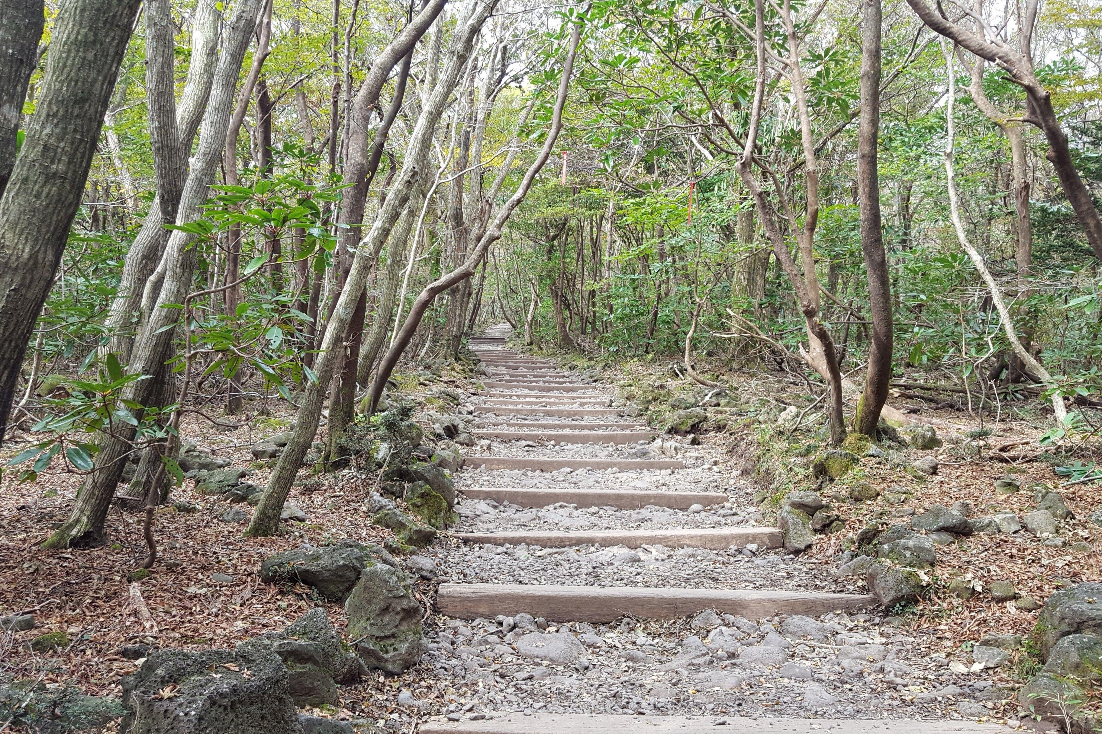 3648x2432 Download 3648x2432 South Korea, Jeju Island, Stairs, Trees