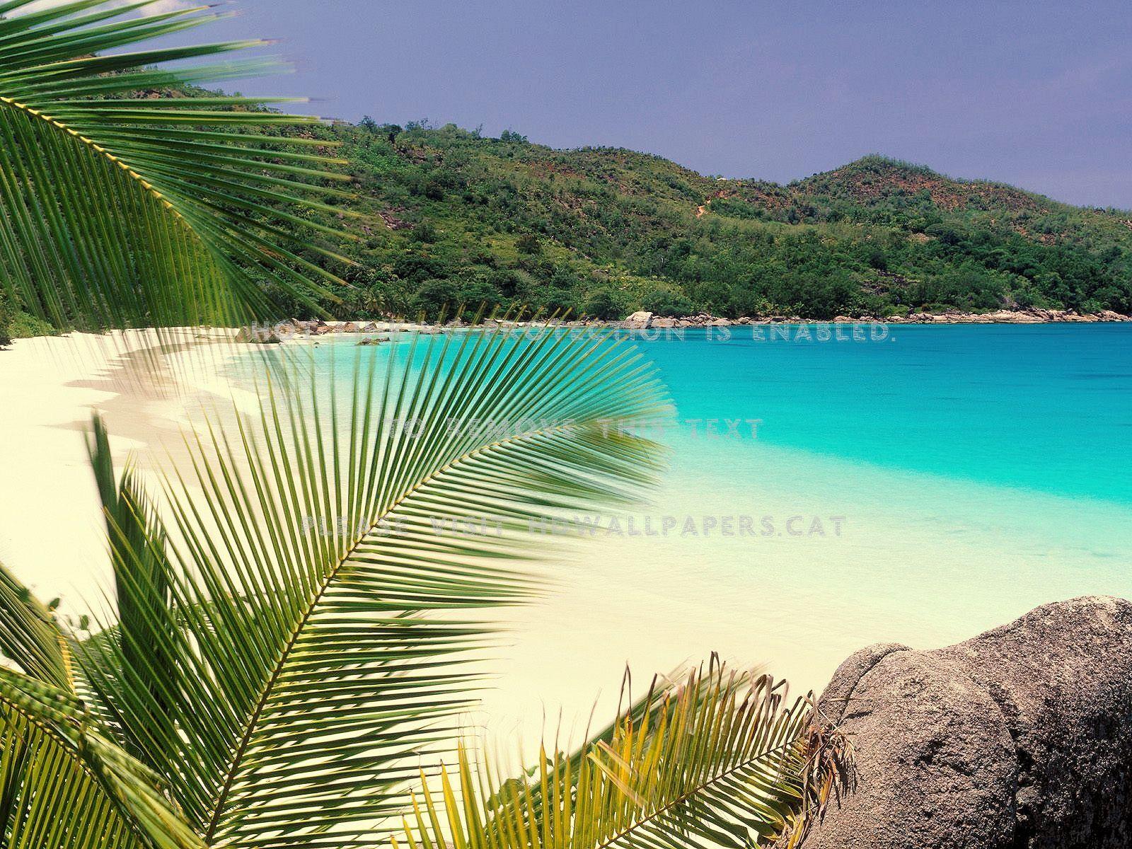 1600x1200 summer beach jeju island palm trees south