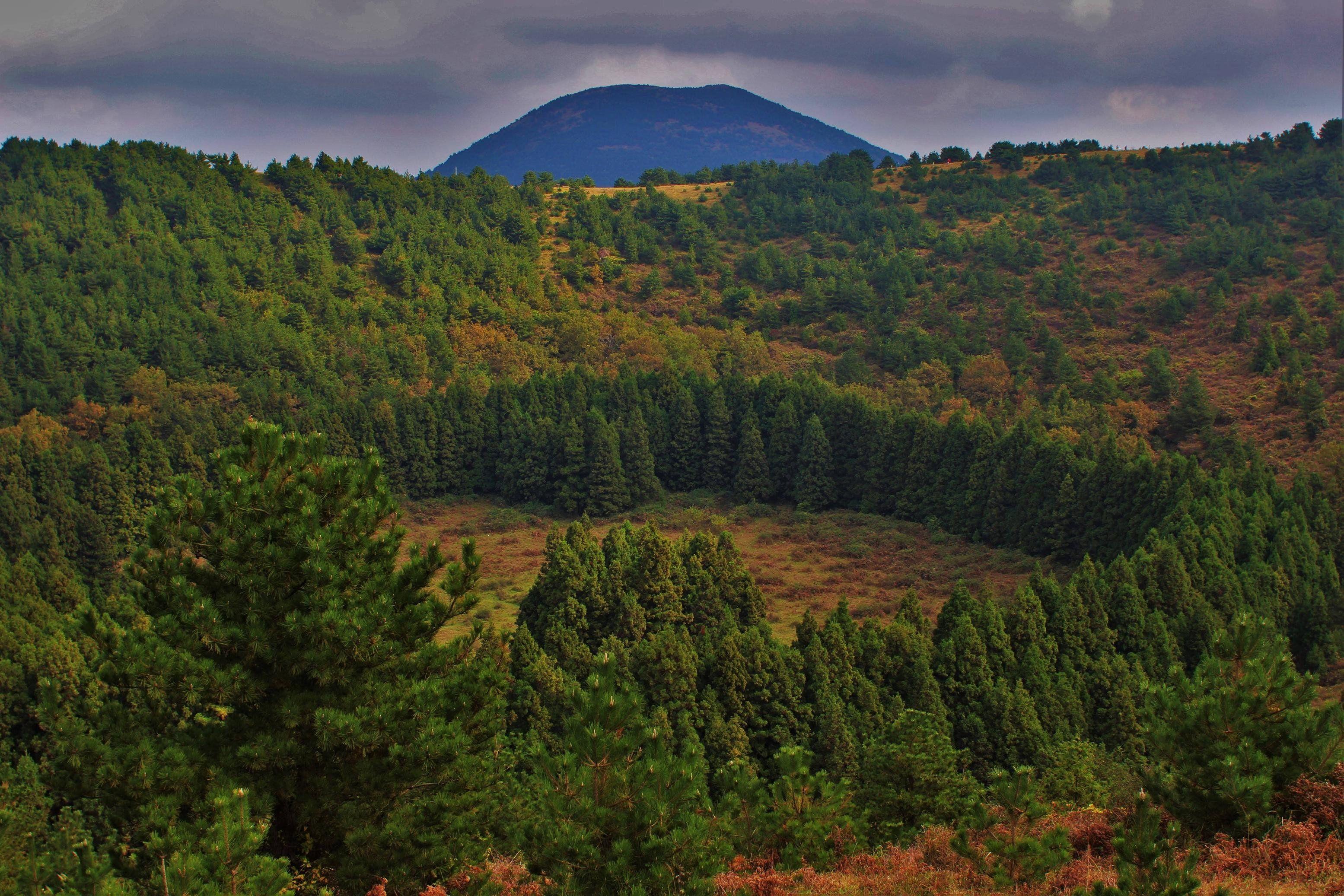 3110x2074 Natural Tree Ring Formed in a Volcano Caldera on Jeju Island